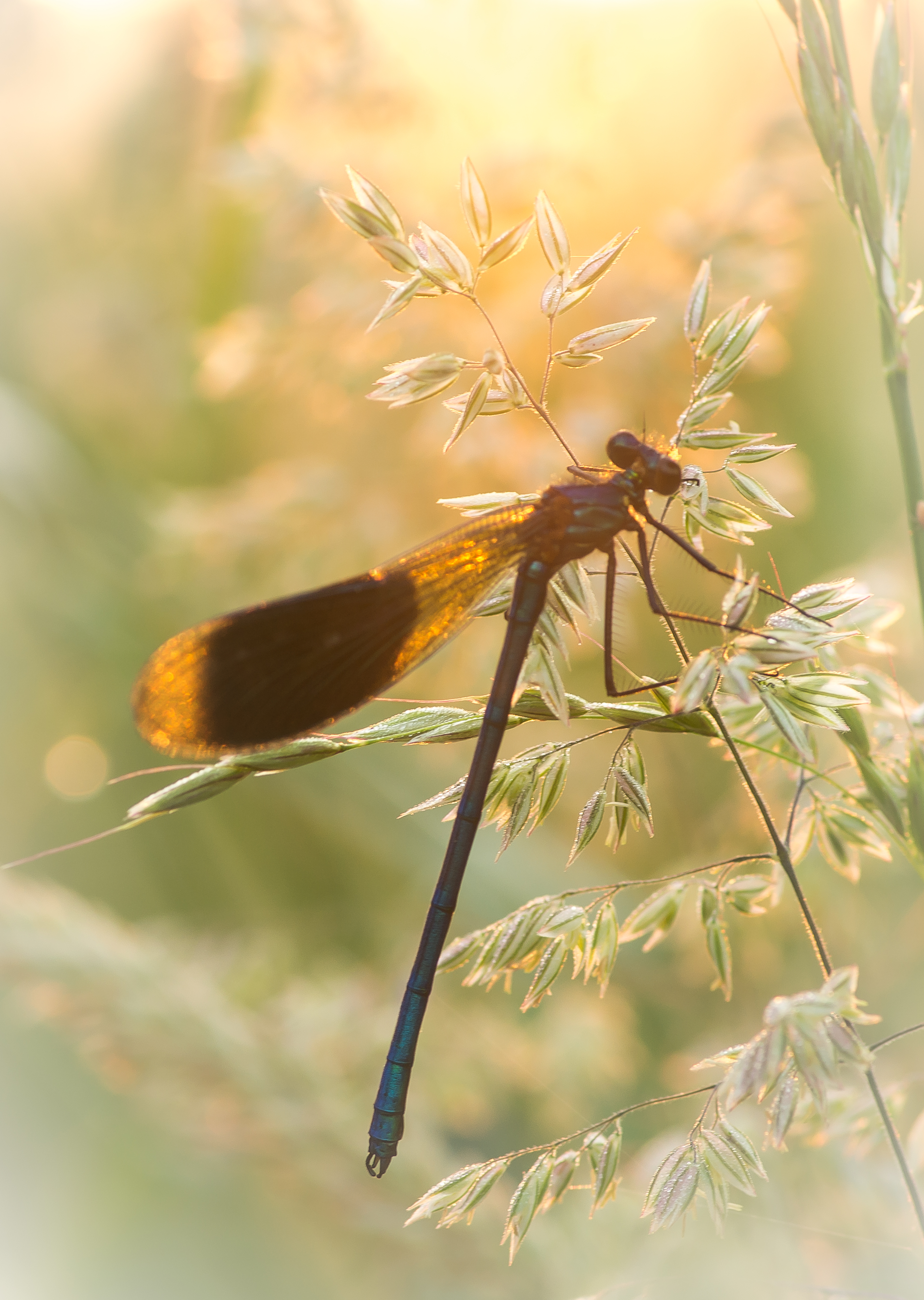 ochtendstond-heeft-goud-in-de-mond