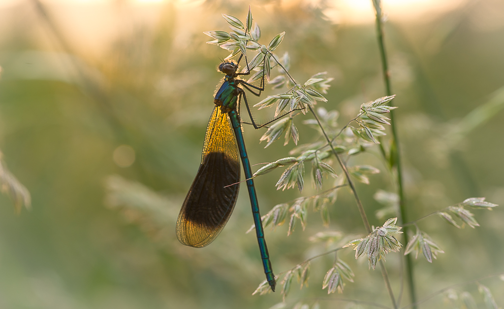 het-ochtendglore-doet-de-vleugels-kleuren