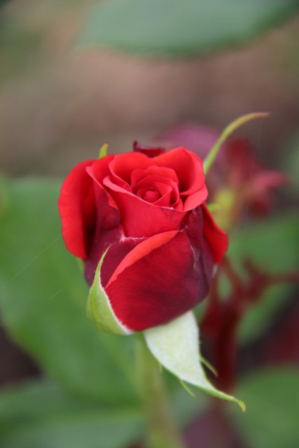 redrose