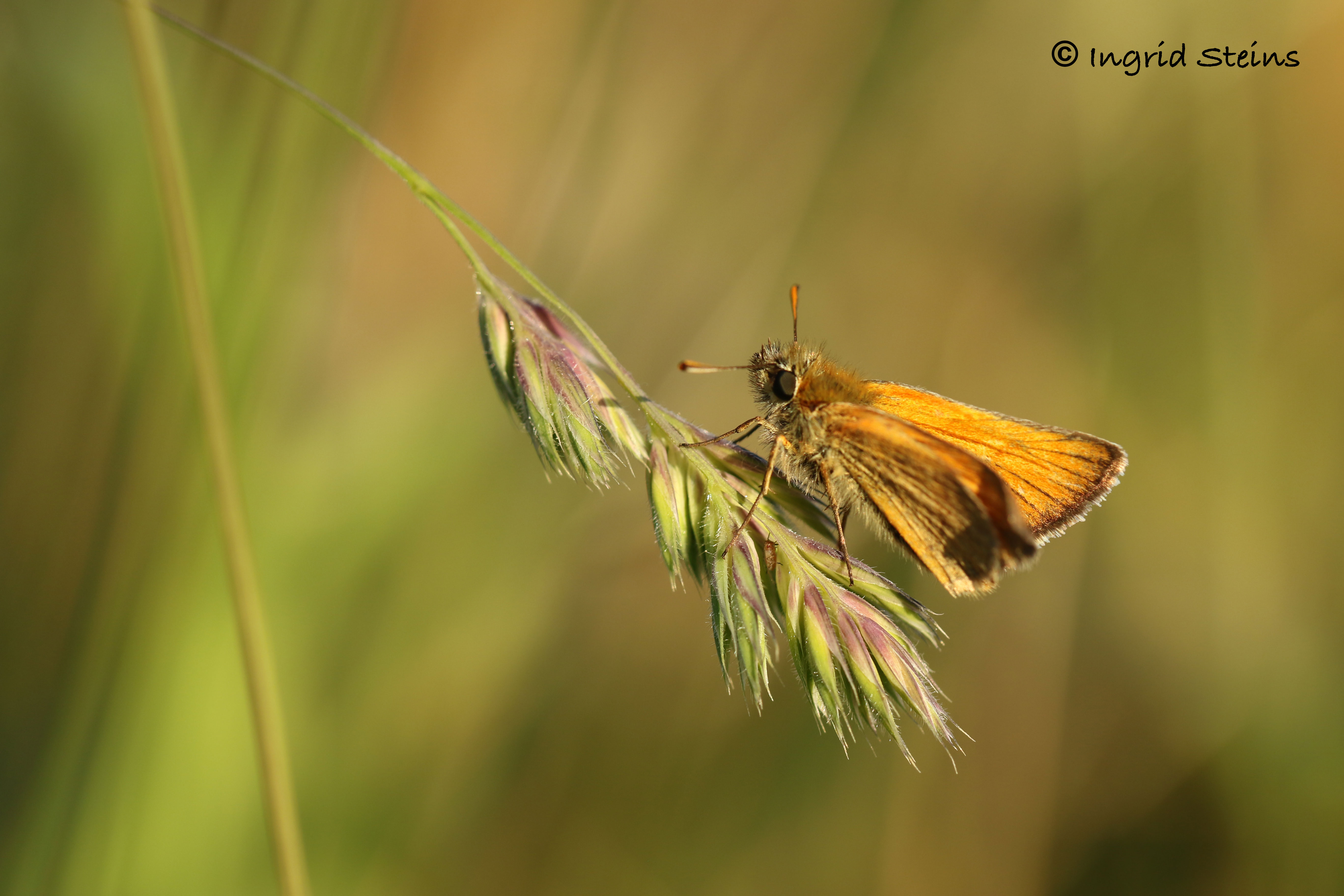 dikkopje-in-het-avondzonnetje