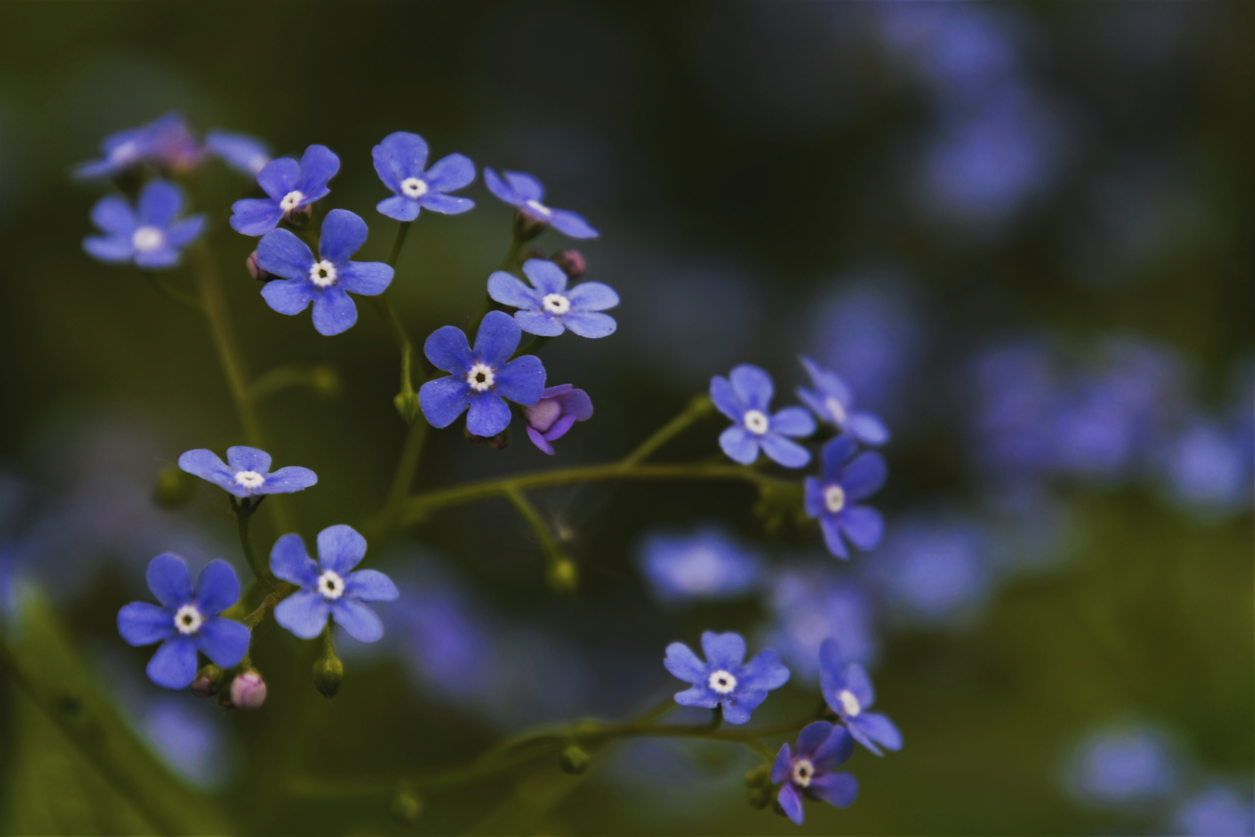 vergeet-mij-nietjes-1