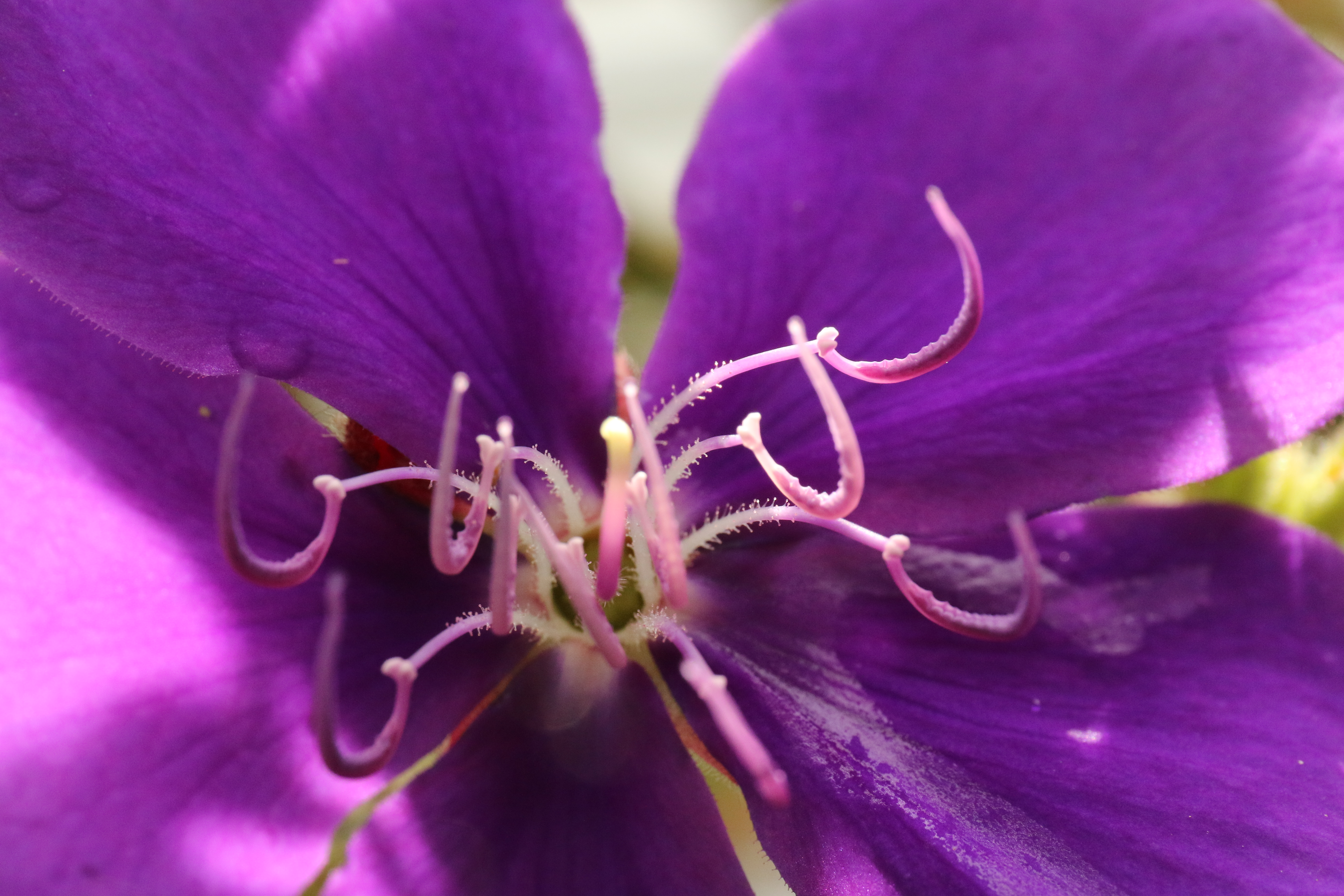 de-schoonheid-van-een-bloem