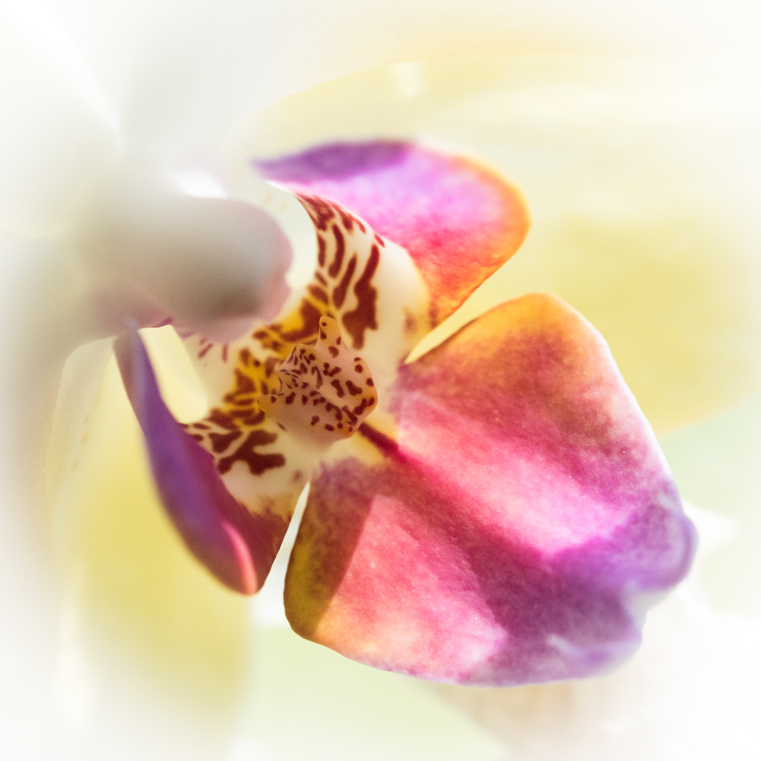 orchidee-6