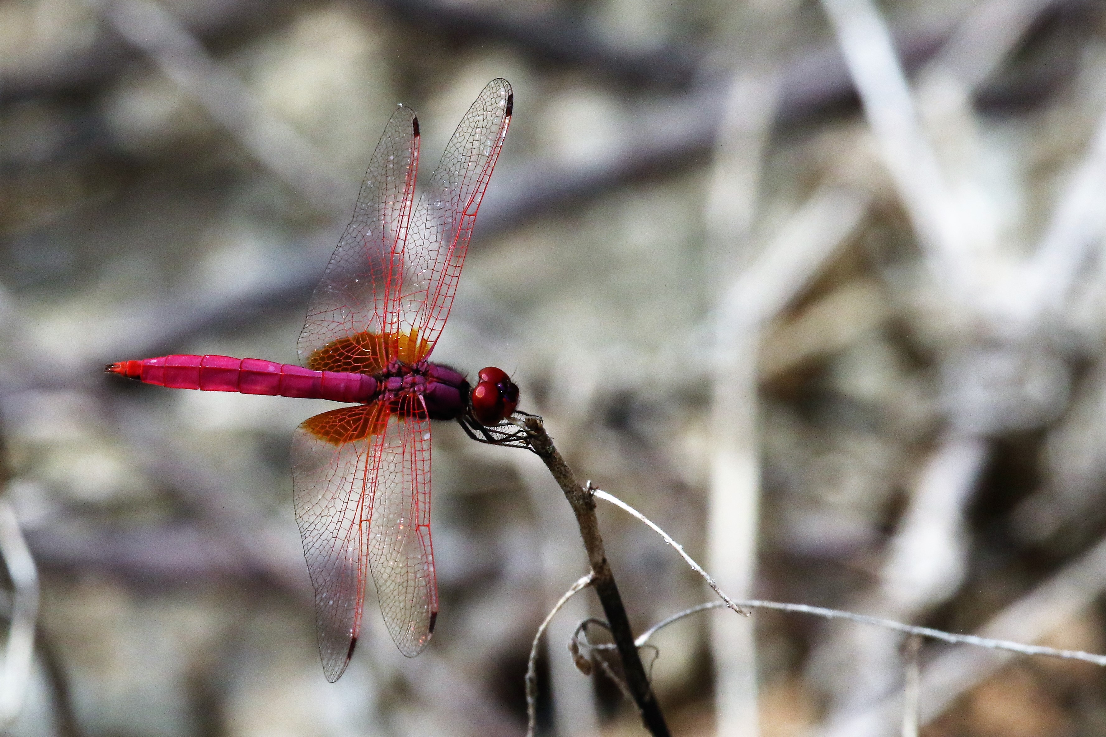 een-aparte-libelle-gefotografeerd-in-maleisie