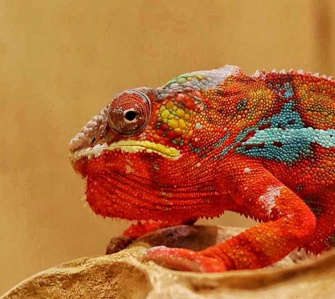 panterkameleon
