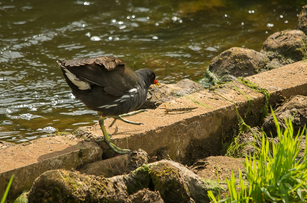 waterhoen-komt-niet-door-de-test