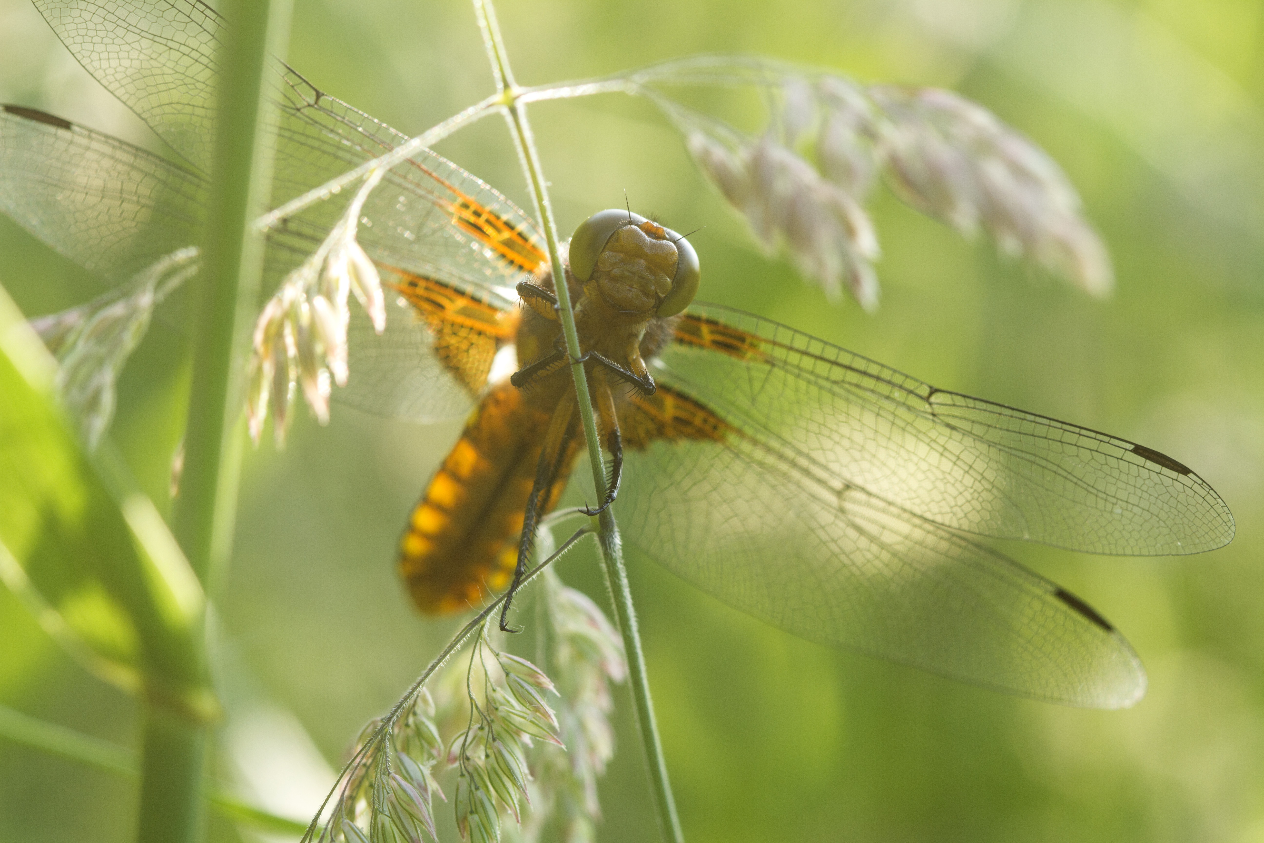 verborgen-observatie