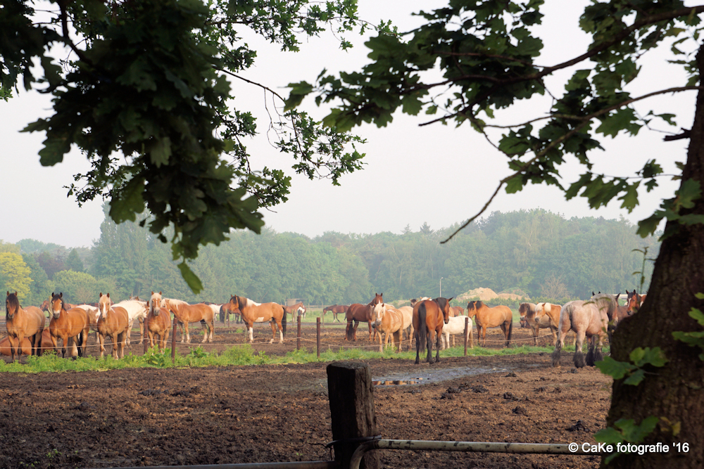 wachten-op-ontbijt-op-een-nevelige-zondagmorgen