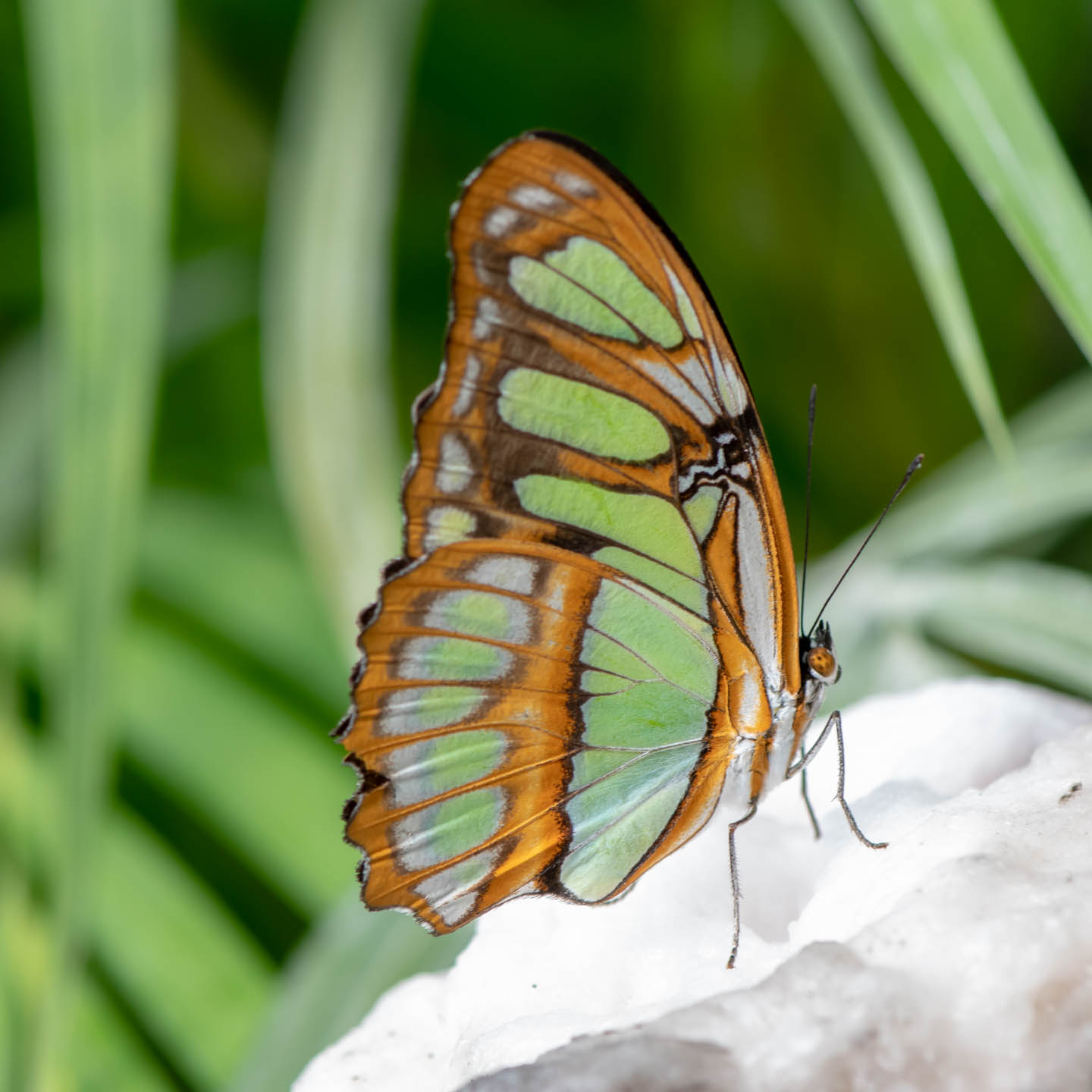 gold-green-butterfly