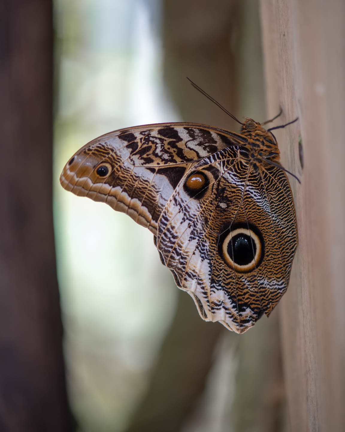 brown-eye-butterfly