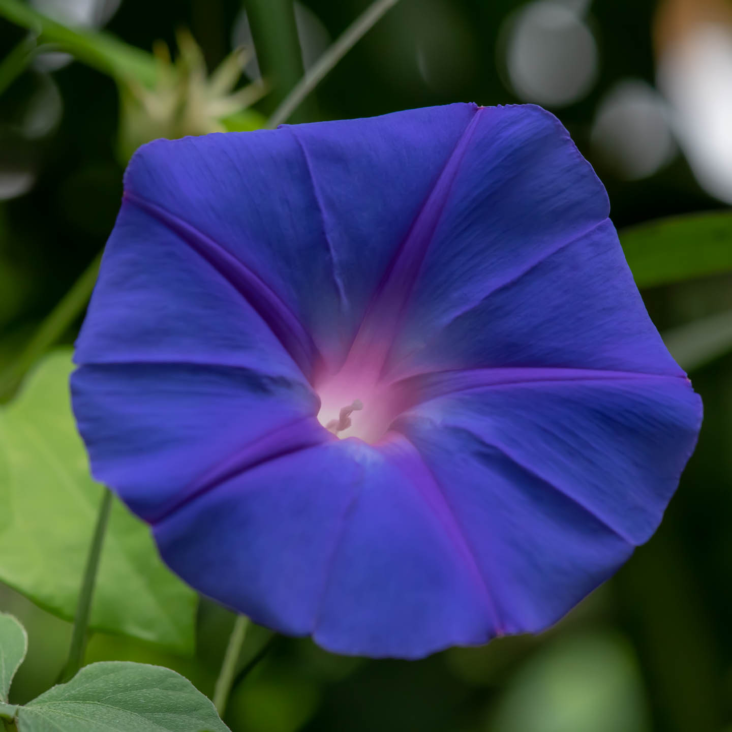 blue-flower