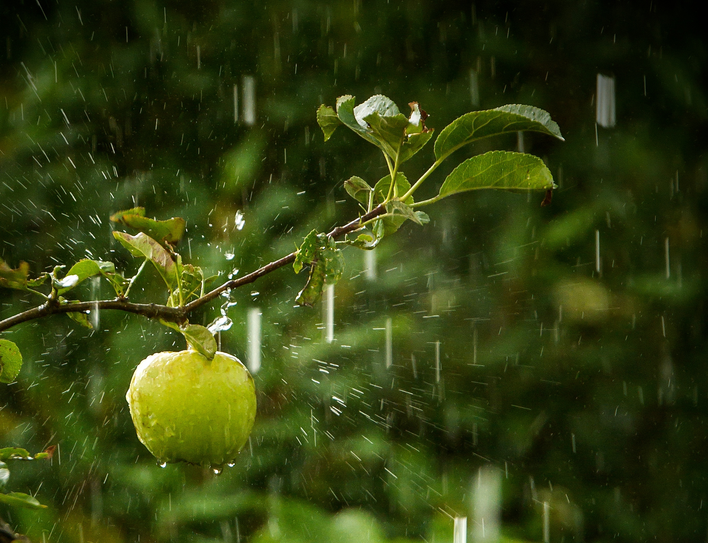 zomerse-regenbui-in-de-achtertuin
