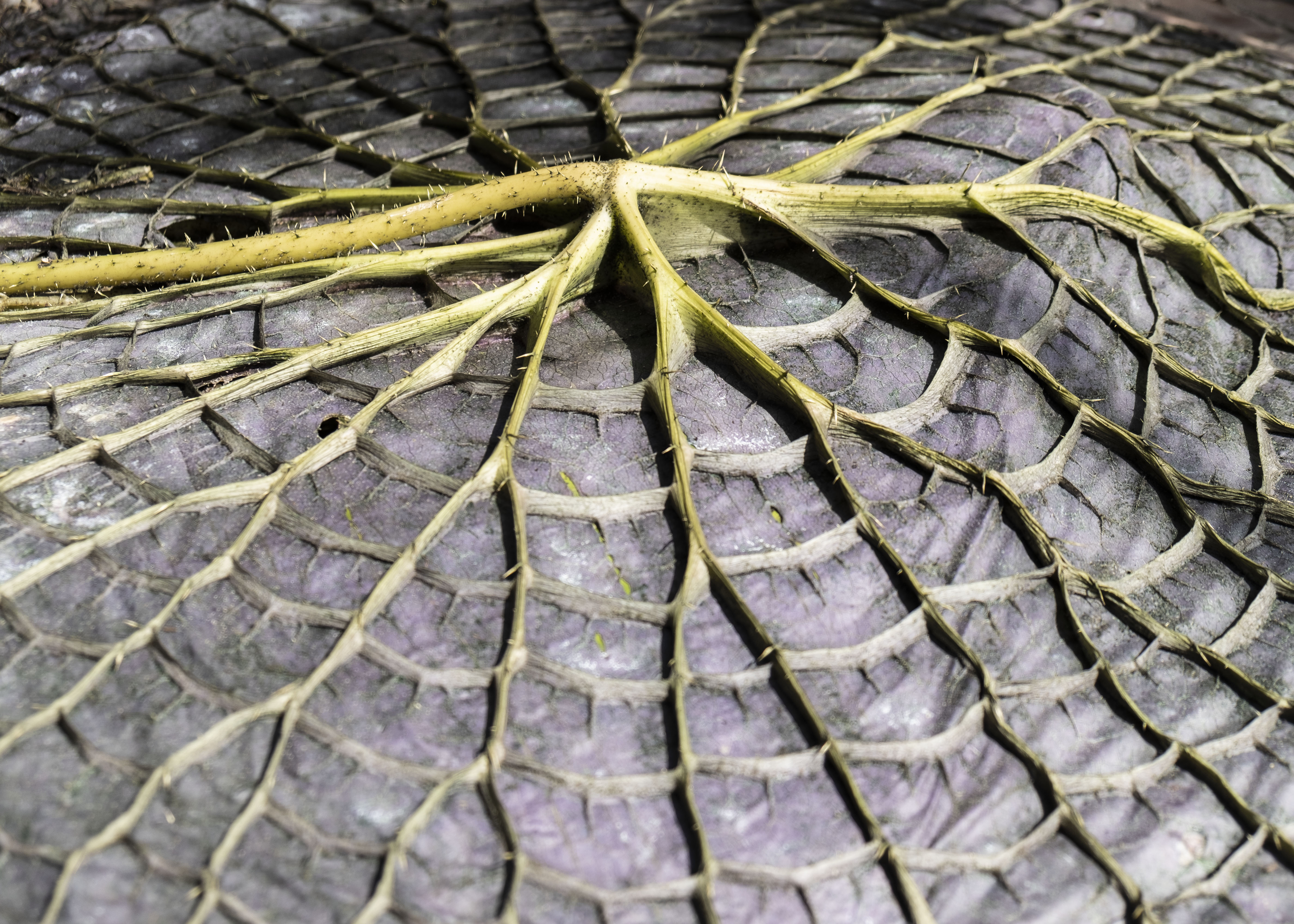 afgestorven-blad-victoria-longwood-de-oude-hortus-utrecht