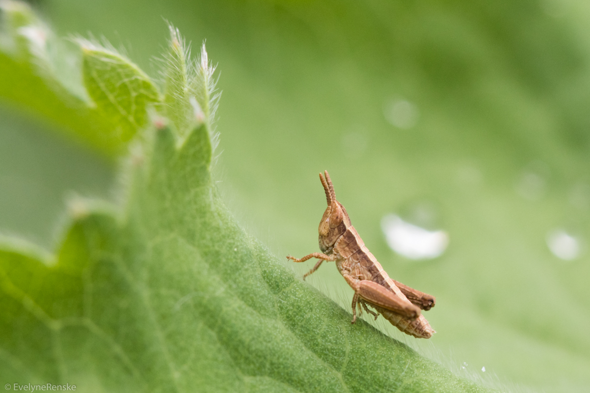 sprinkhaantje-2