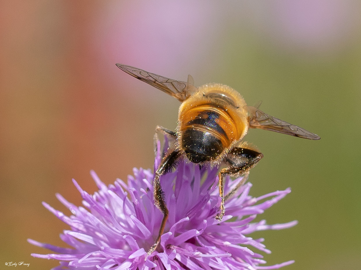 de-bloemetjes-en-de-bijtjes
