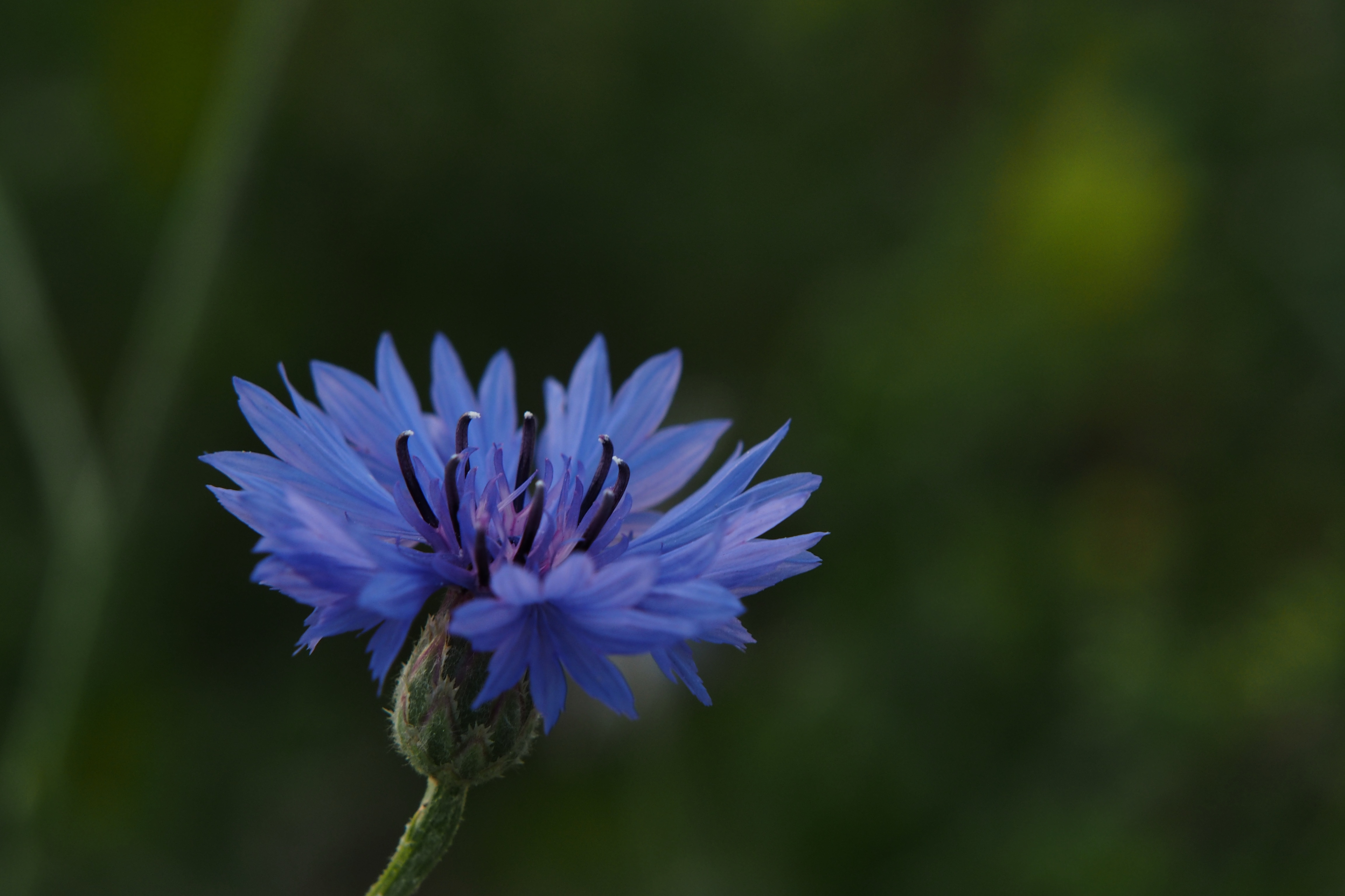 korenbloem-centaurea-cyanus