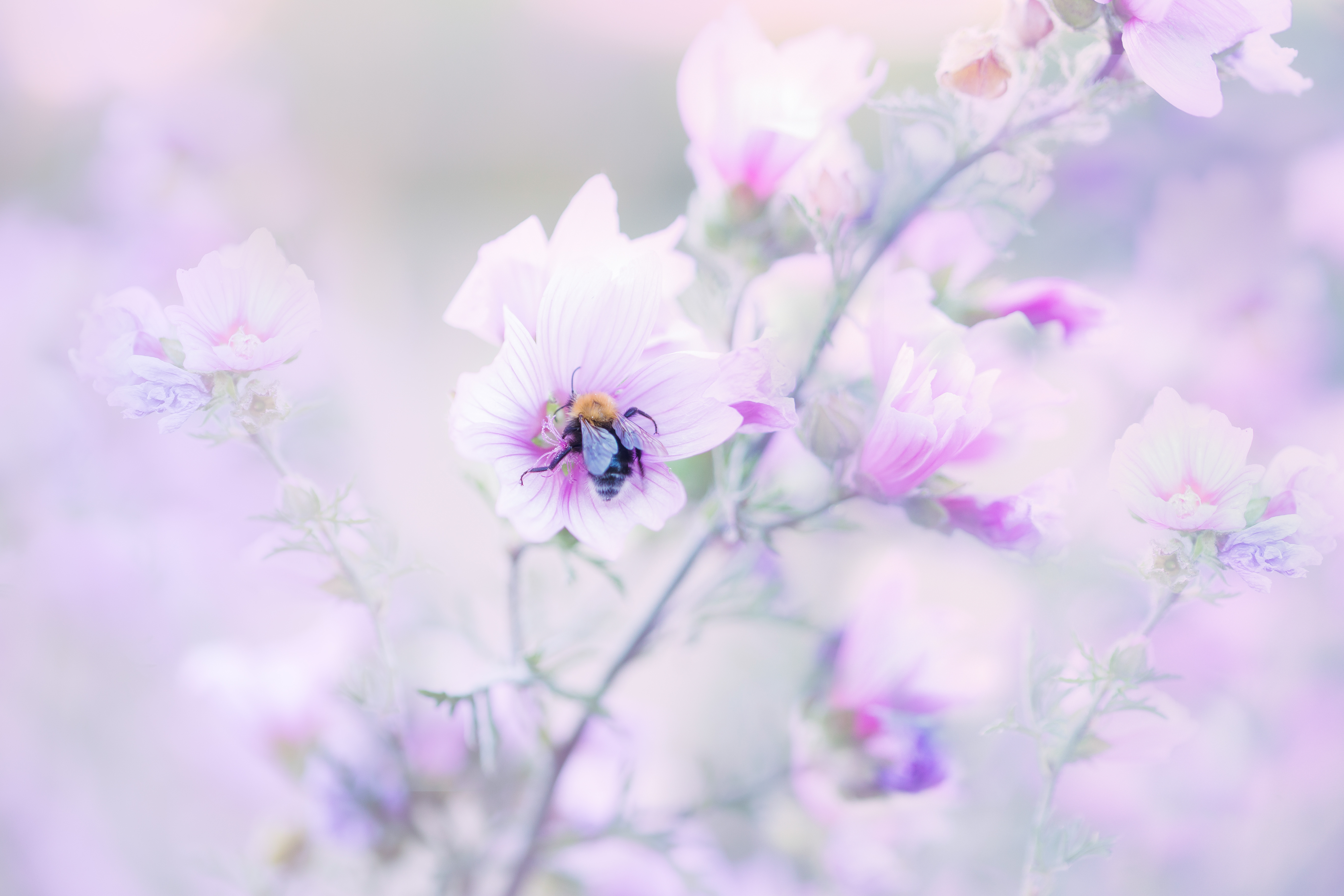 soft-pastel-nature