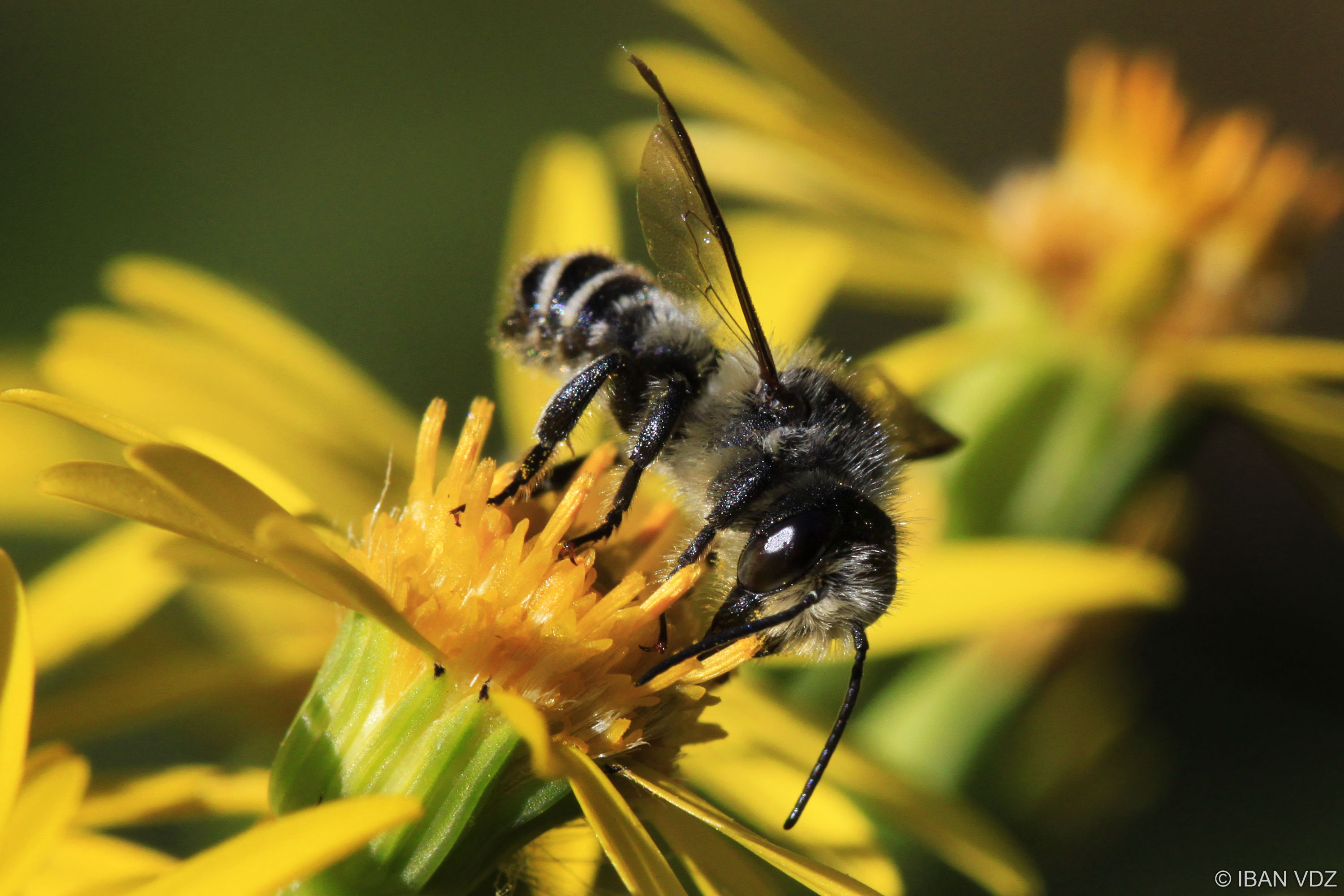 wilde-bloem-met-gast