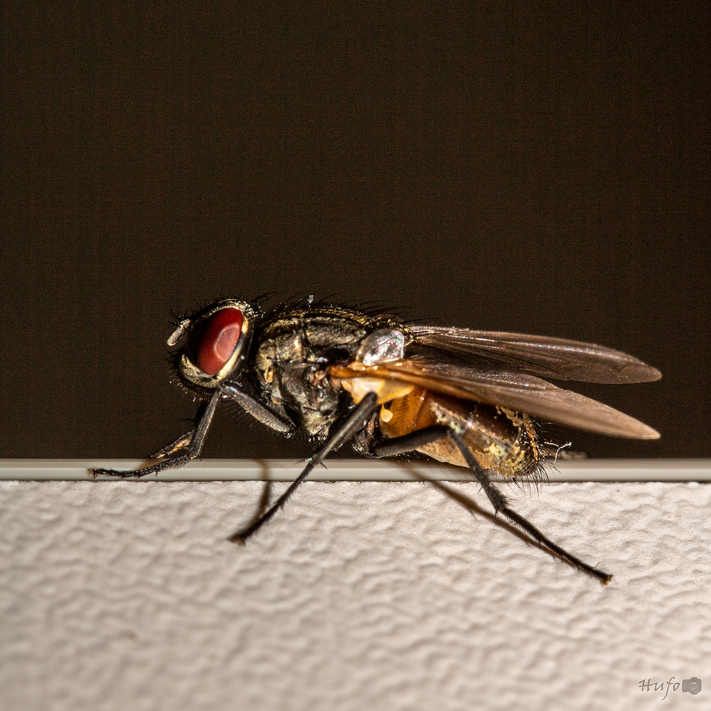 hector-de-huisvlieg