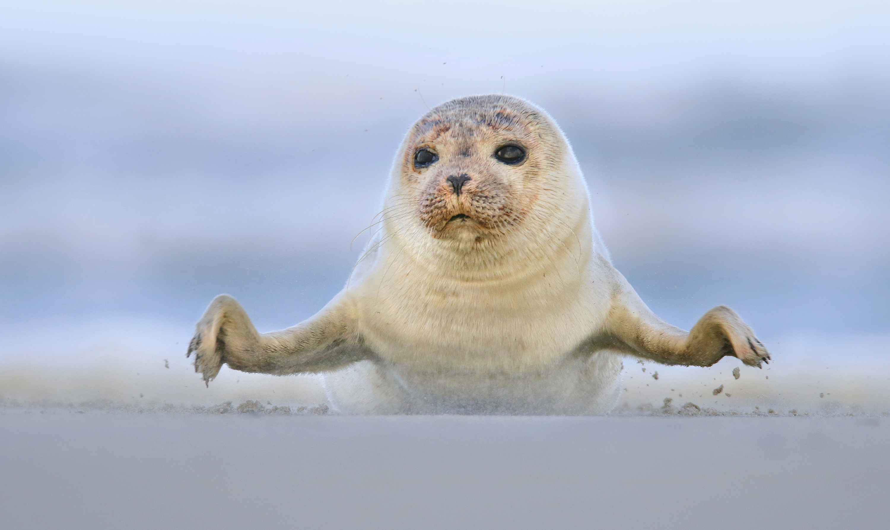 zeehondje-in-aantocht