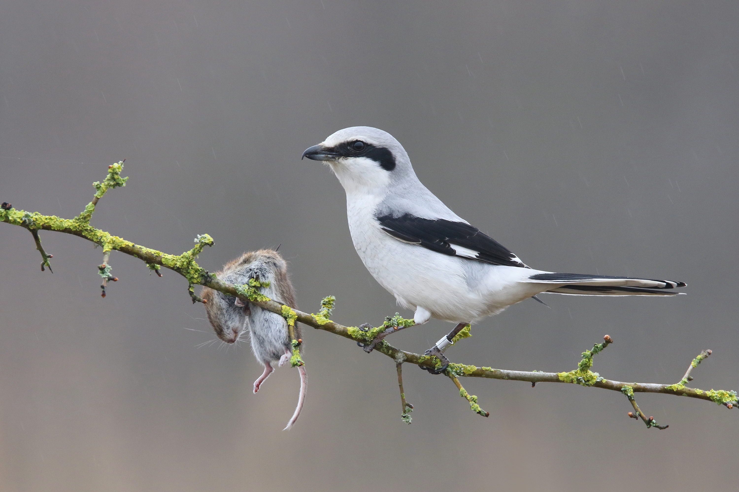 klapekster-met-prooi