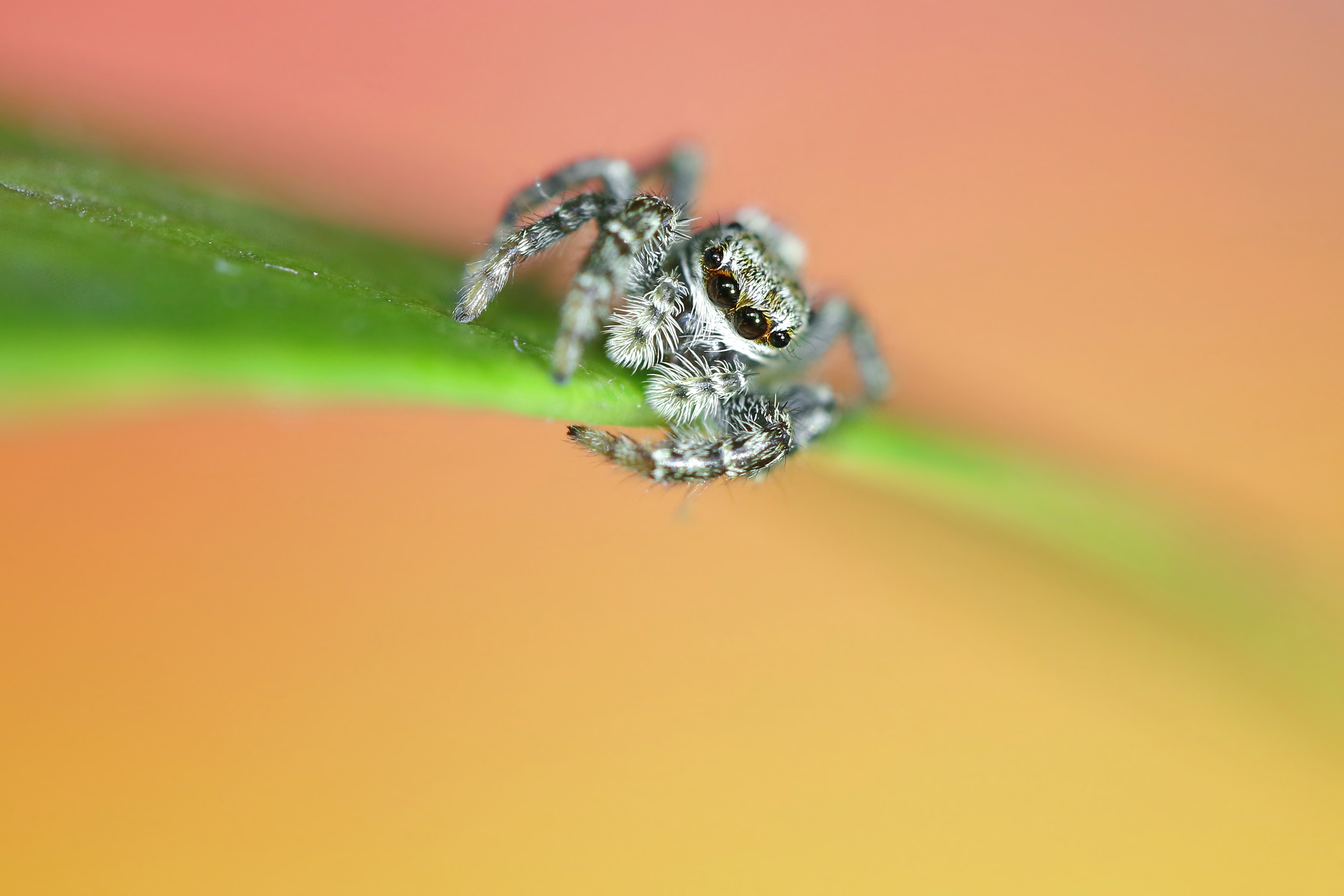 mini-monster-in-huis