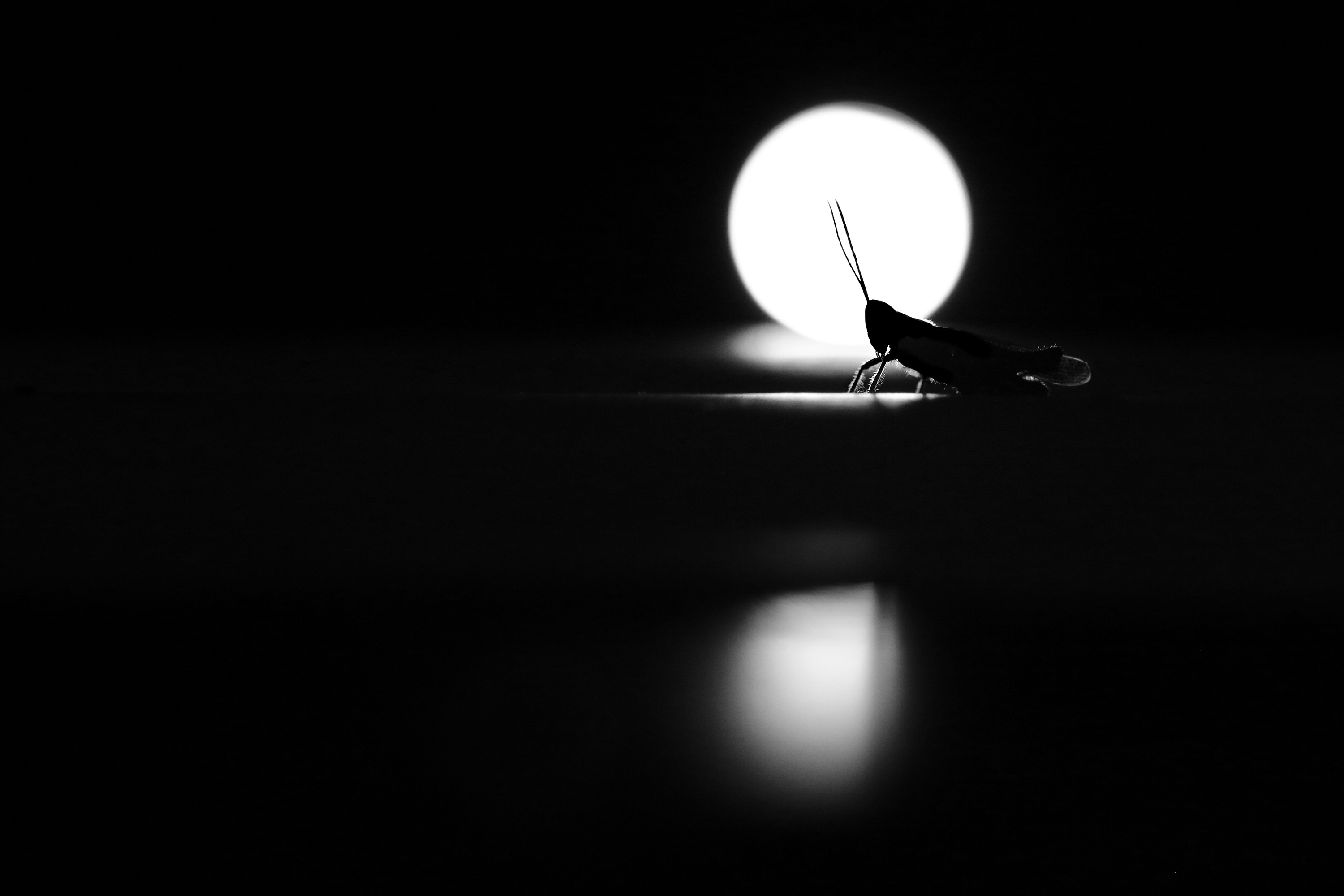 sprinkhaan-in-het-duister