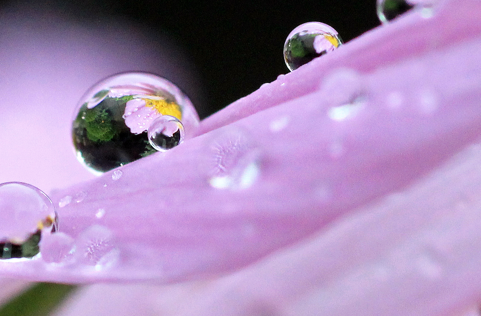 weerspiegeling-in-druppeltje-van-mexicaanse-aster