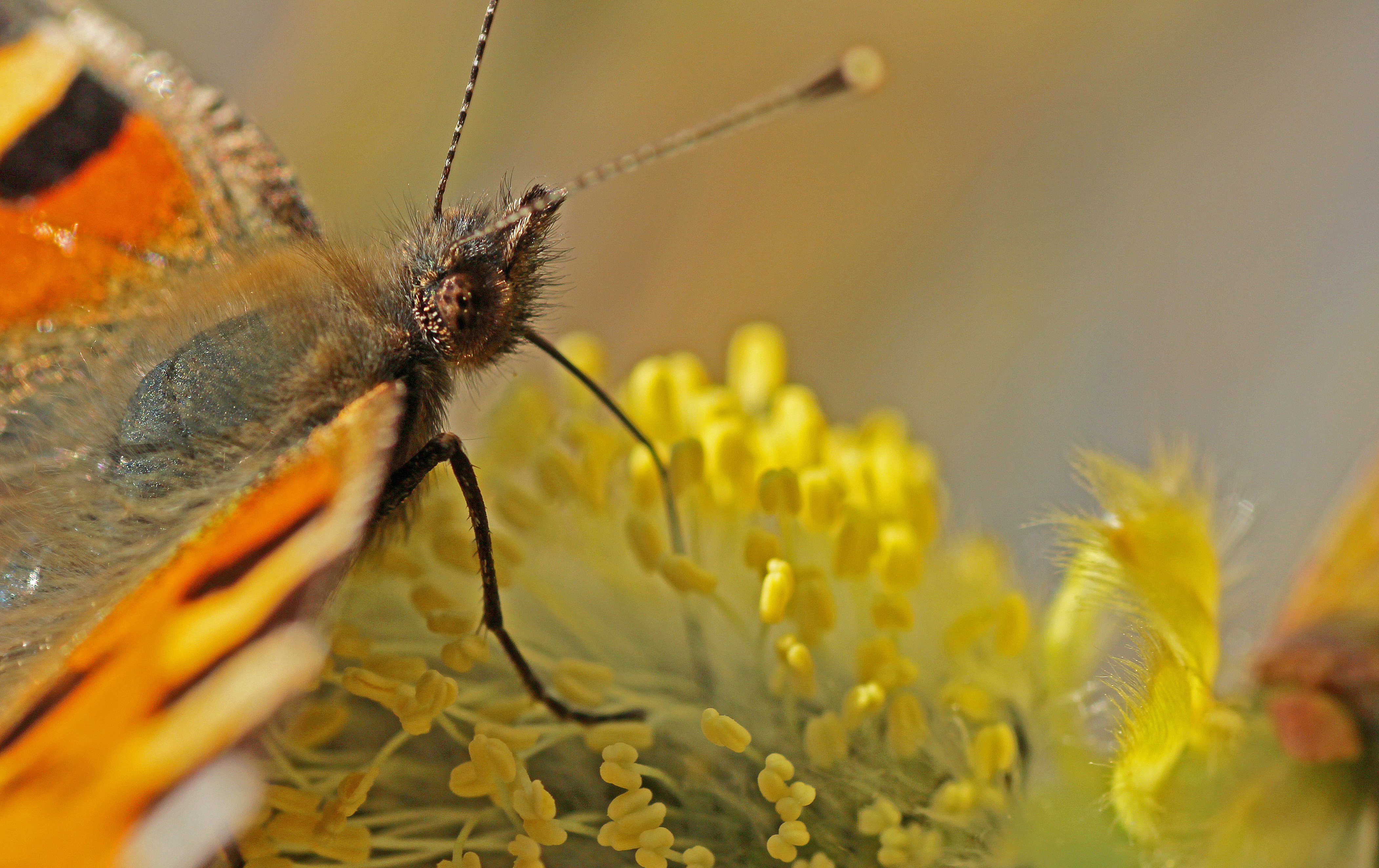 kleine-vos-op-wilgenknop