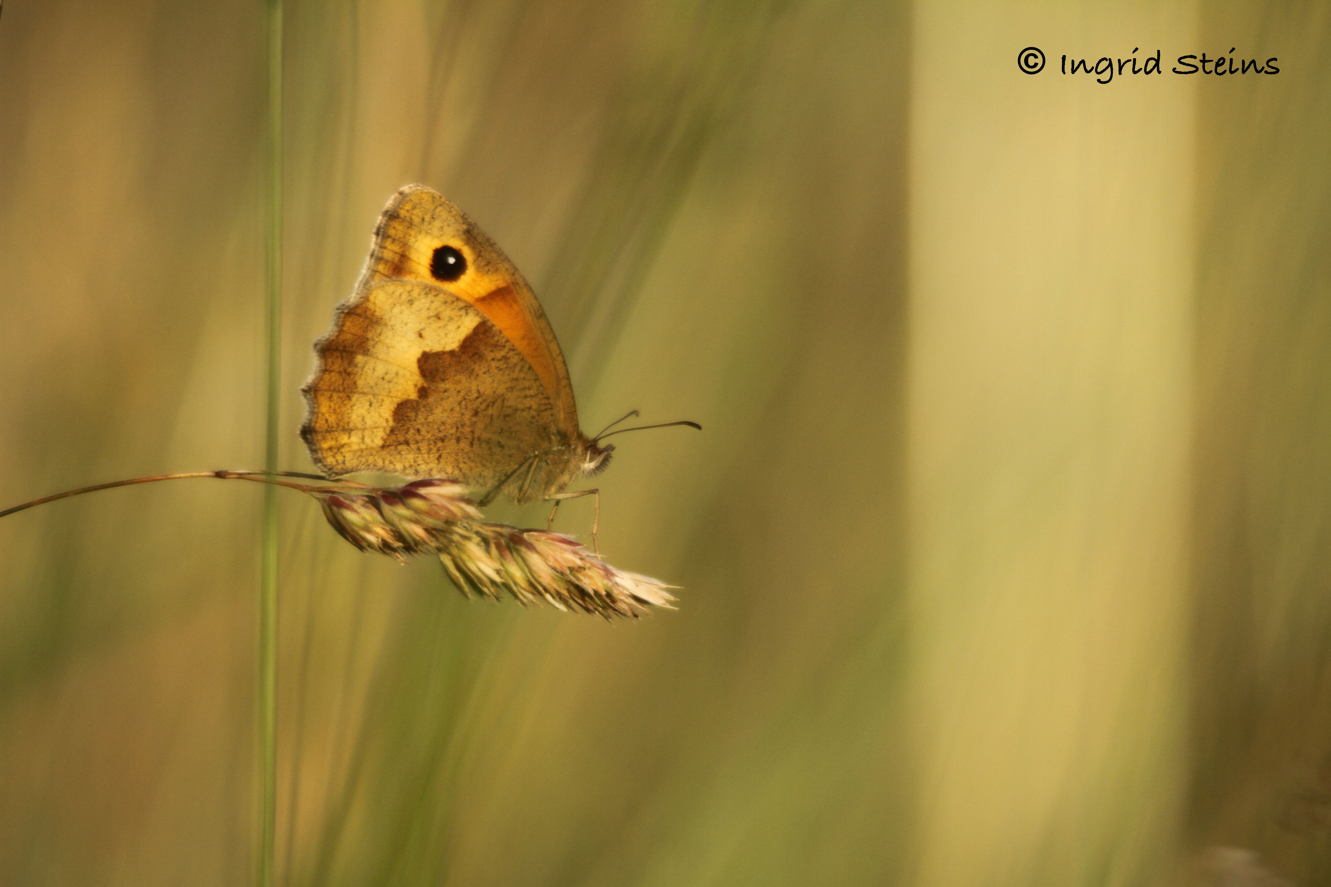 zandoogje-tijdens-zonsondergang