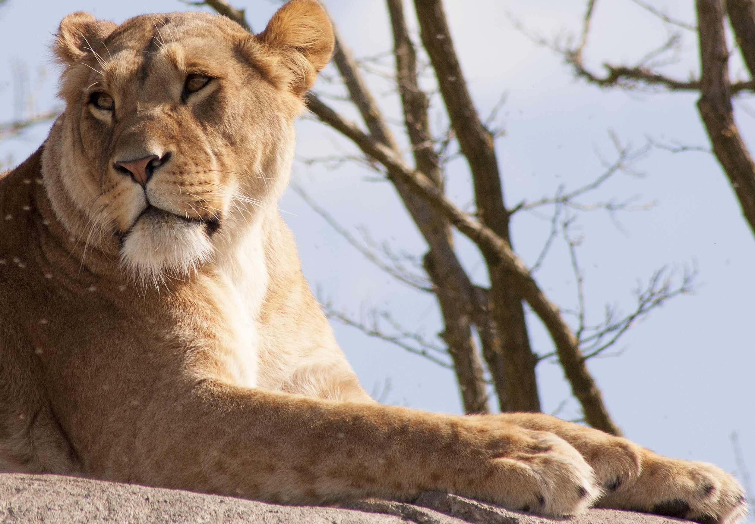 leeuwin-in-wildlands-emmen