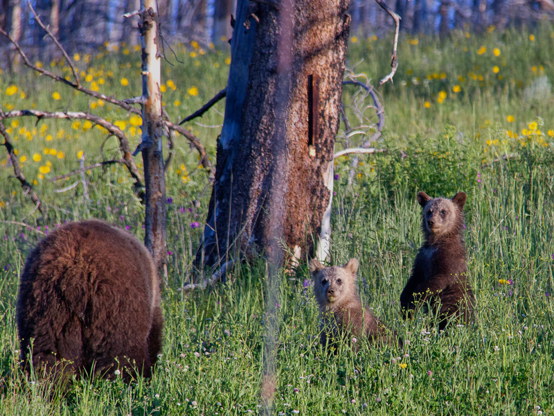 curious-cubs
