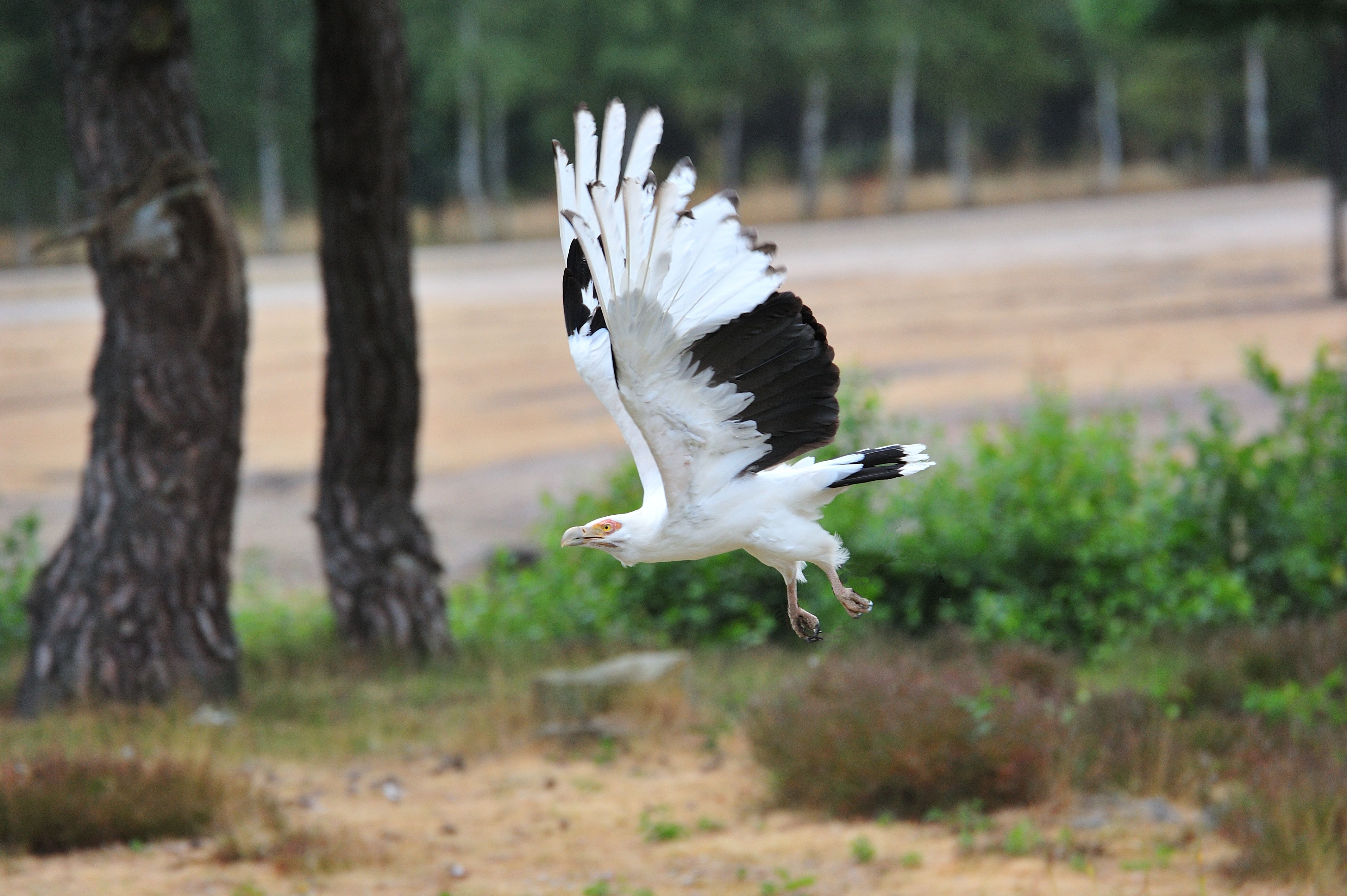zo-vrij-als-een-vogel-1