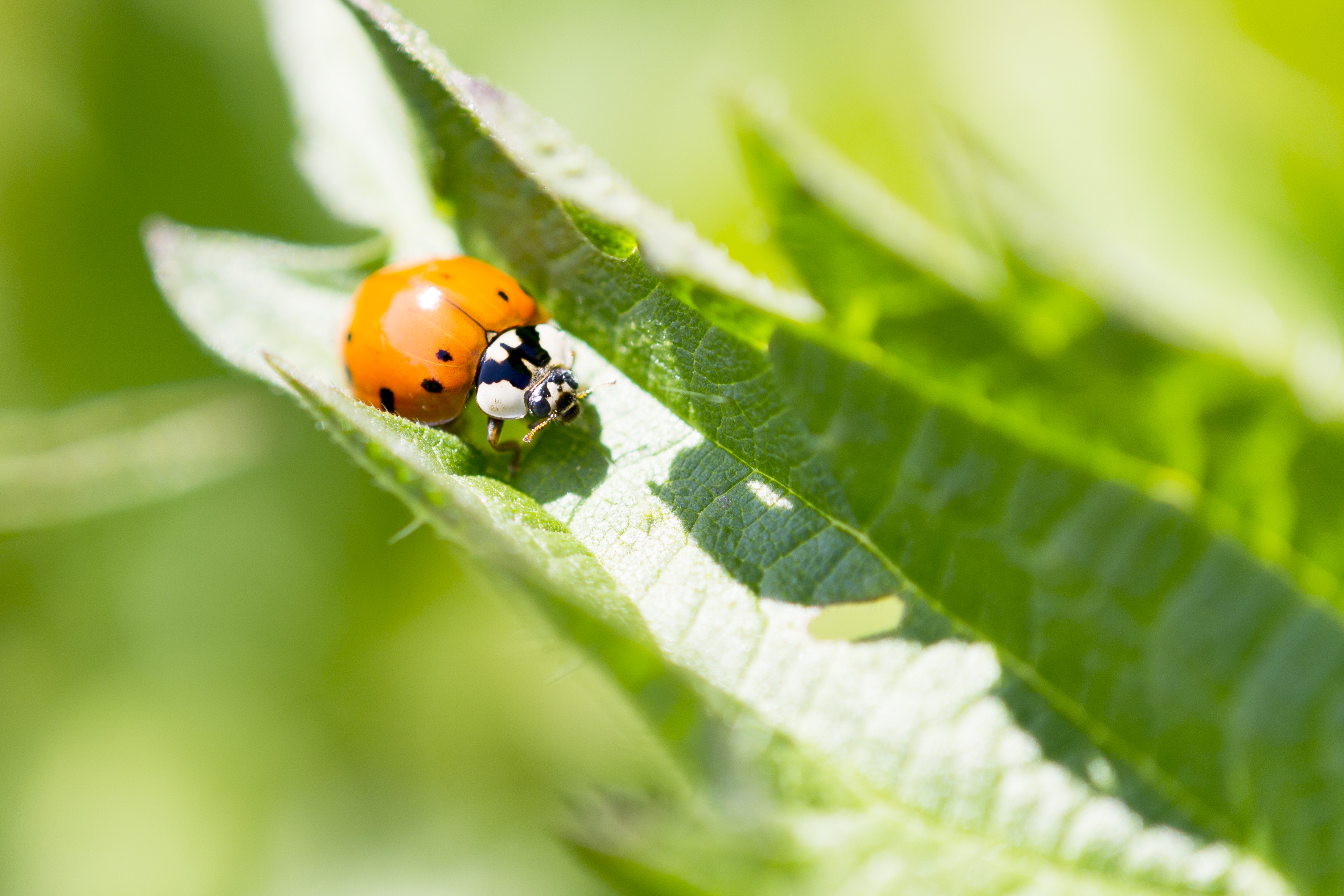 lieveheersbeestje-12