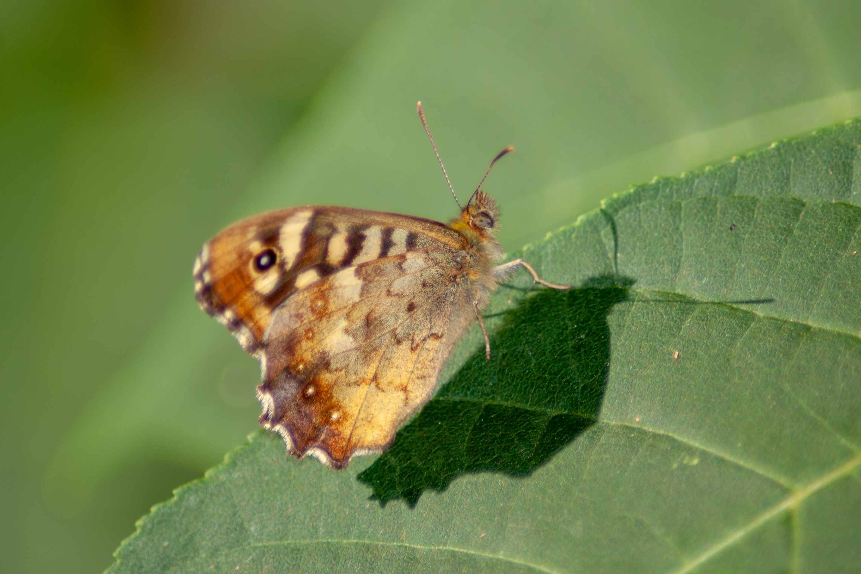 vlindertje-van-dichtbij