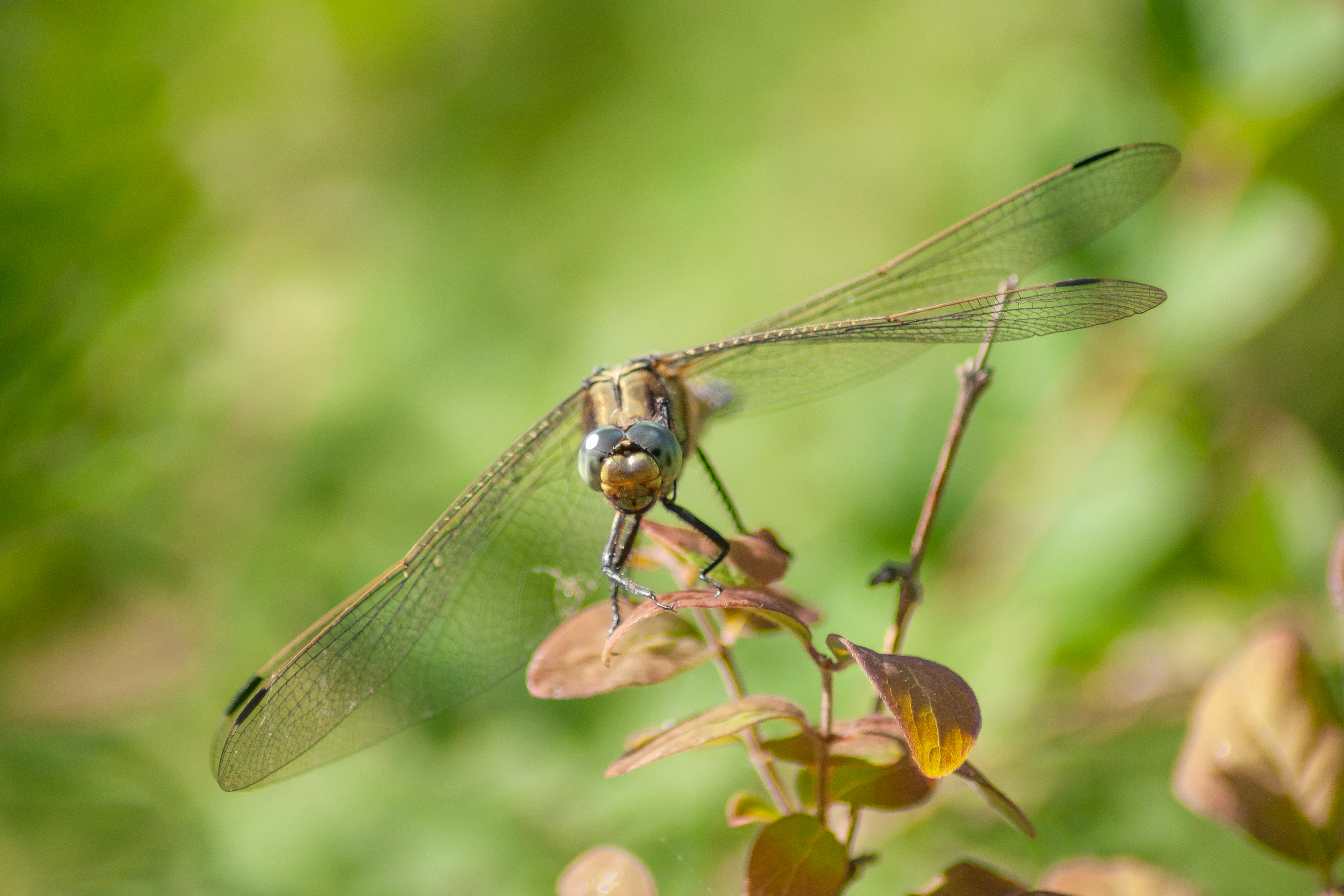 libelle-ready-for-takeoff