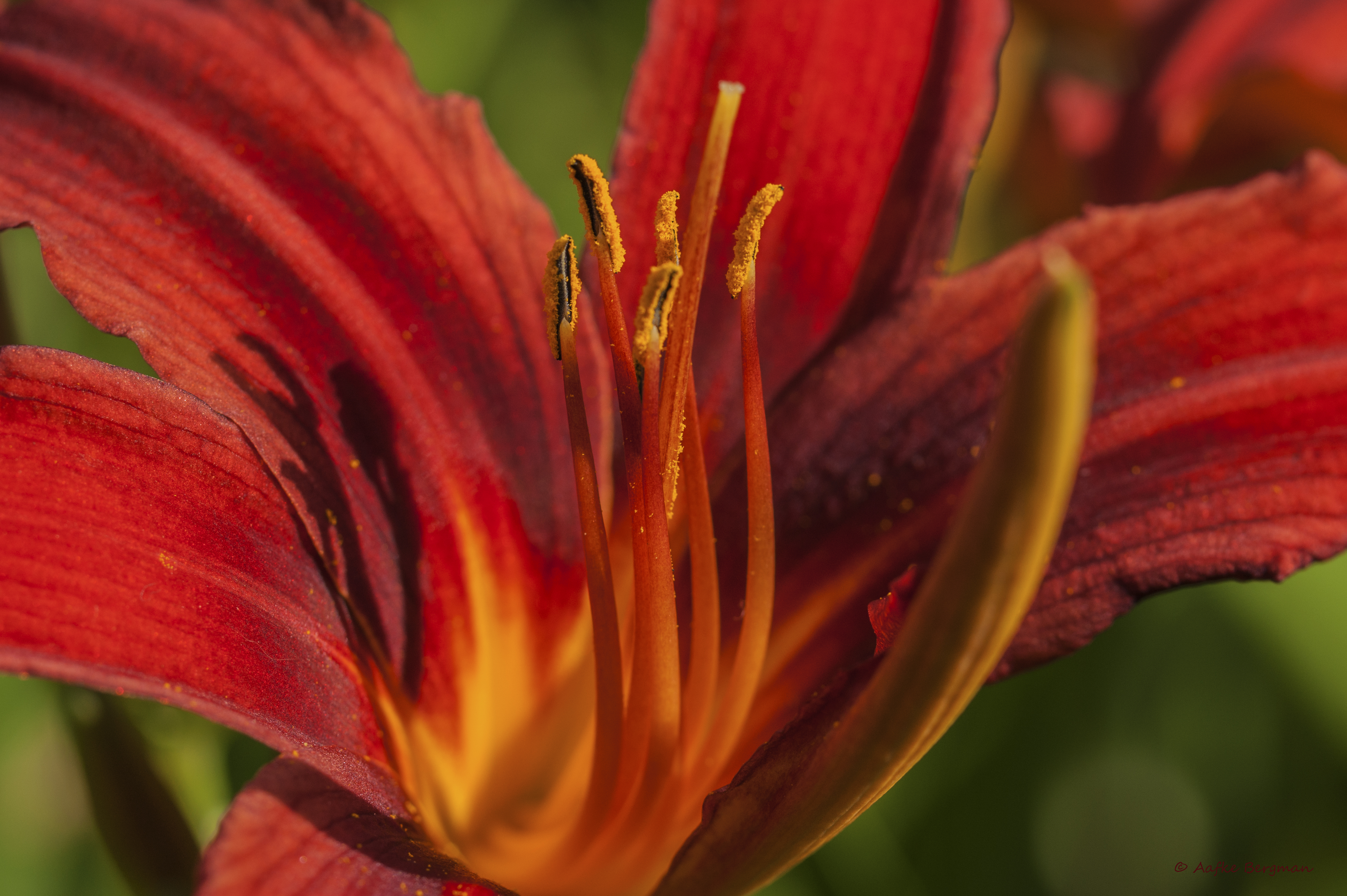 hemerocallis-crimson-pirate