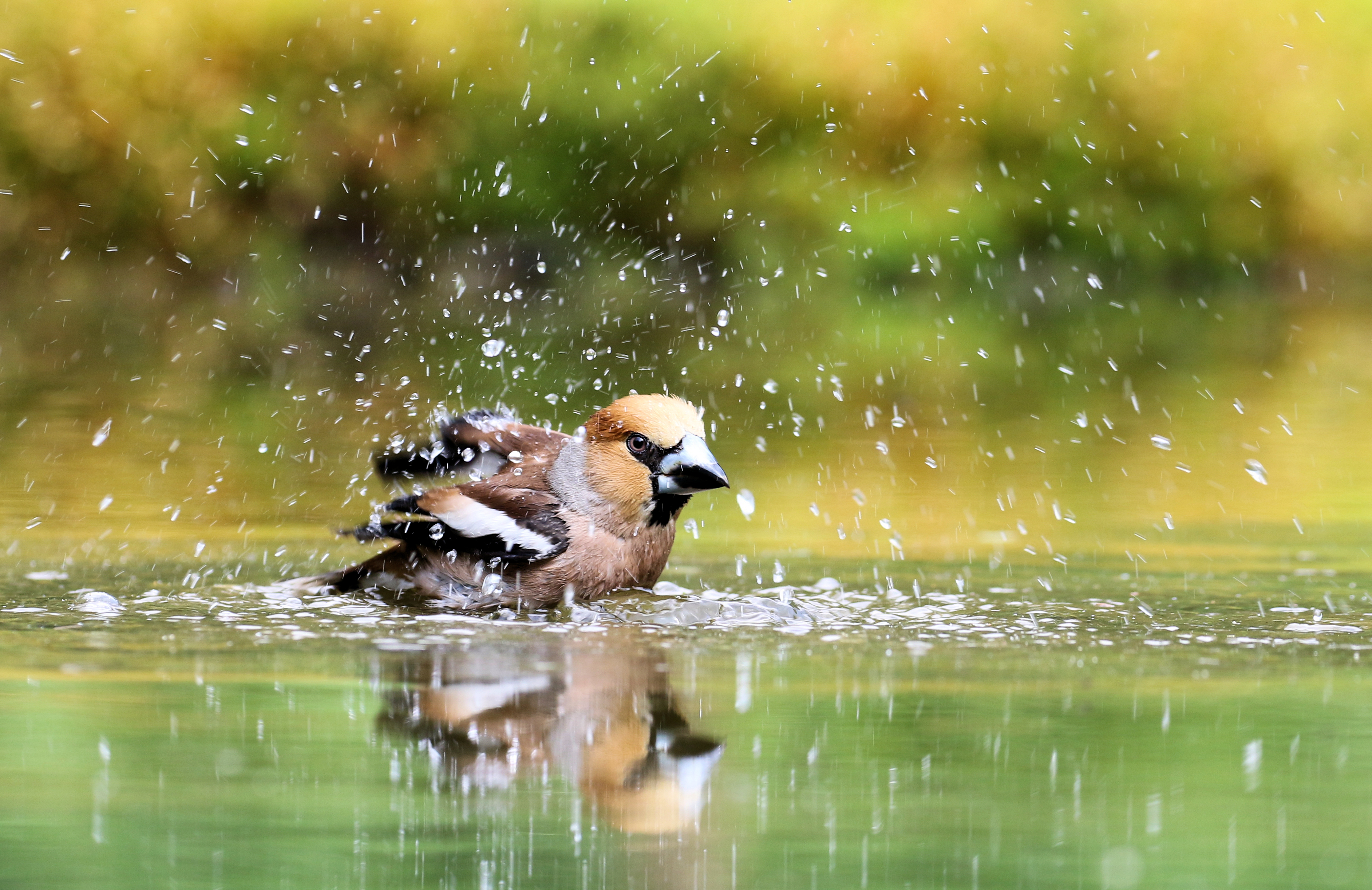 appelvink-neemt-een-bad