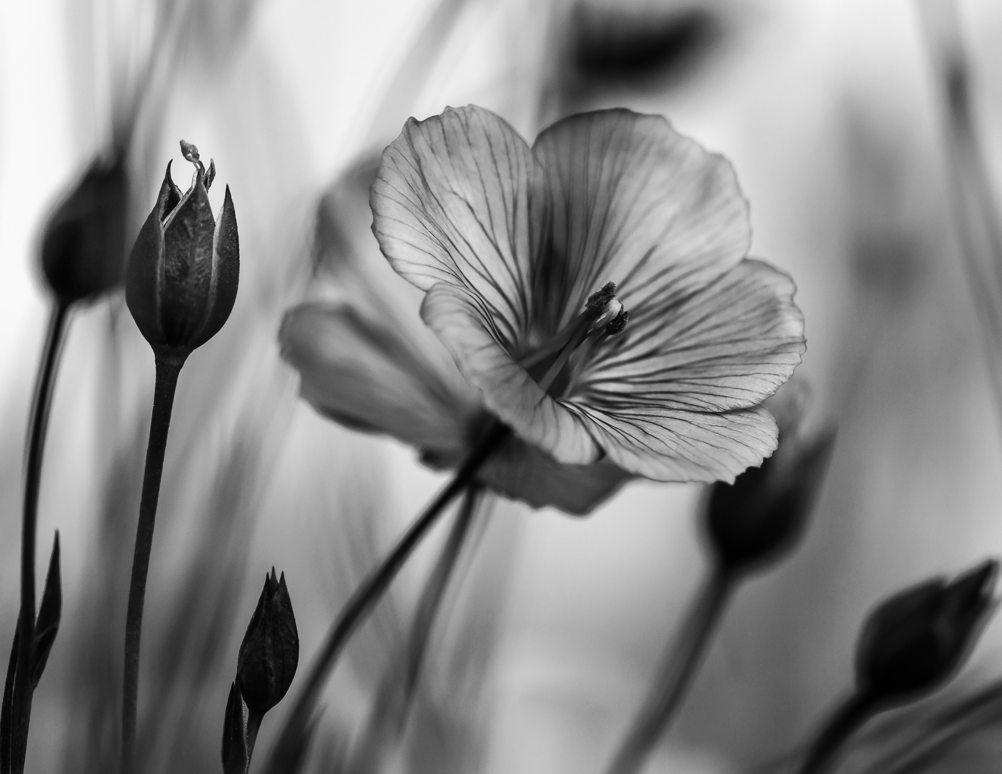 vlas-in-steeds-in-beweging