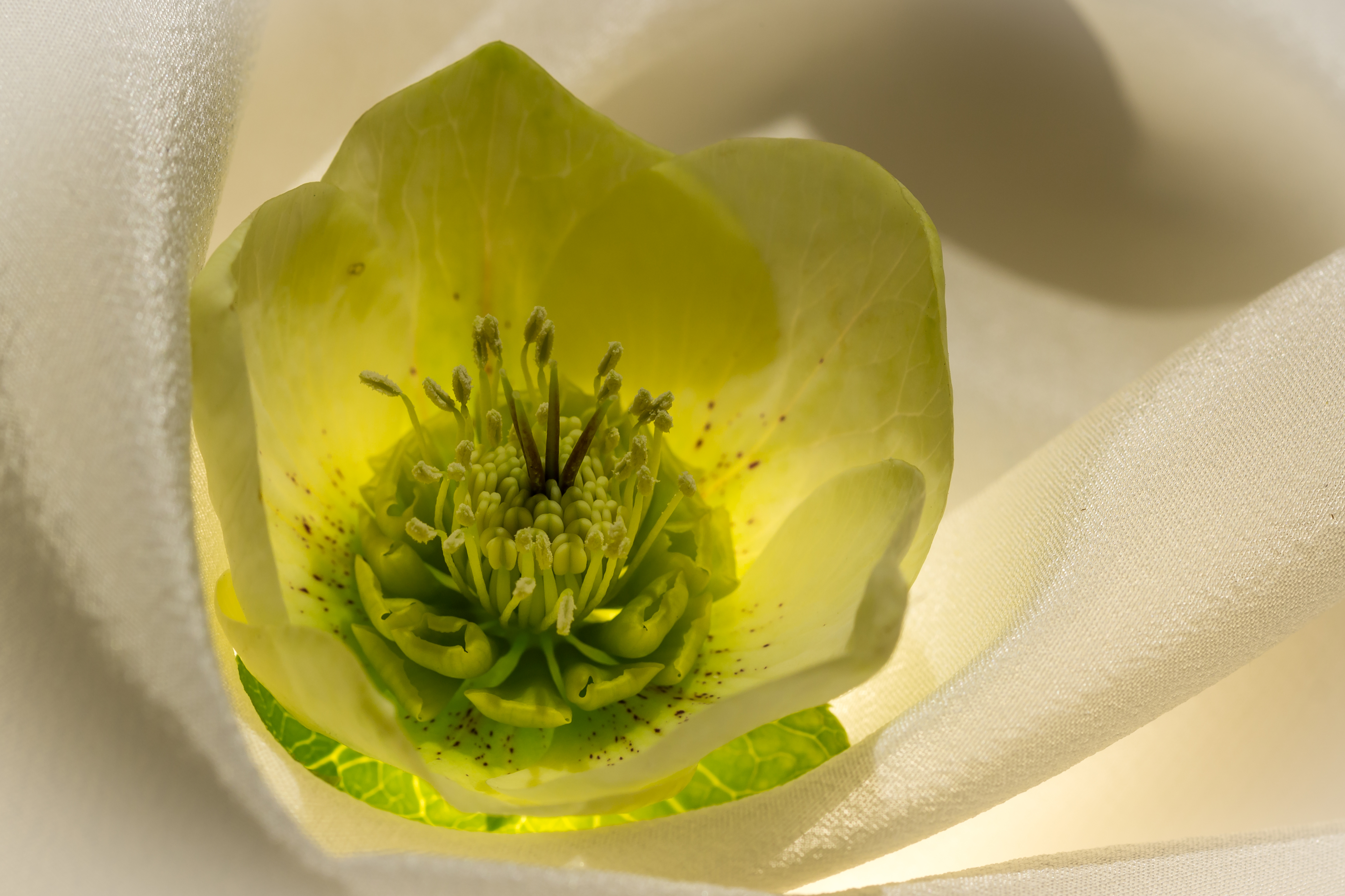 hart-v-d-helleborus