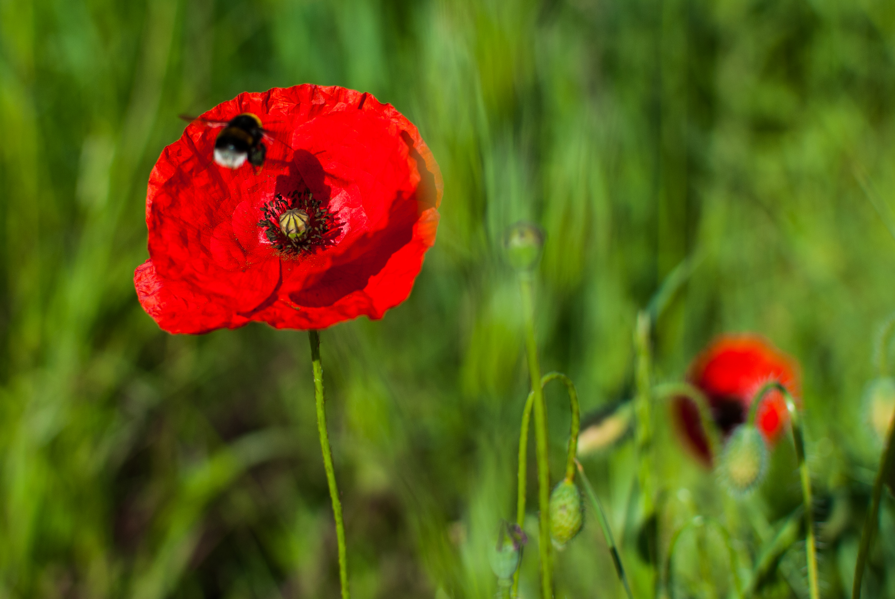 we-will-remember-them