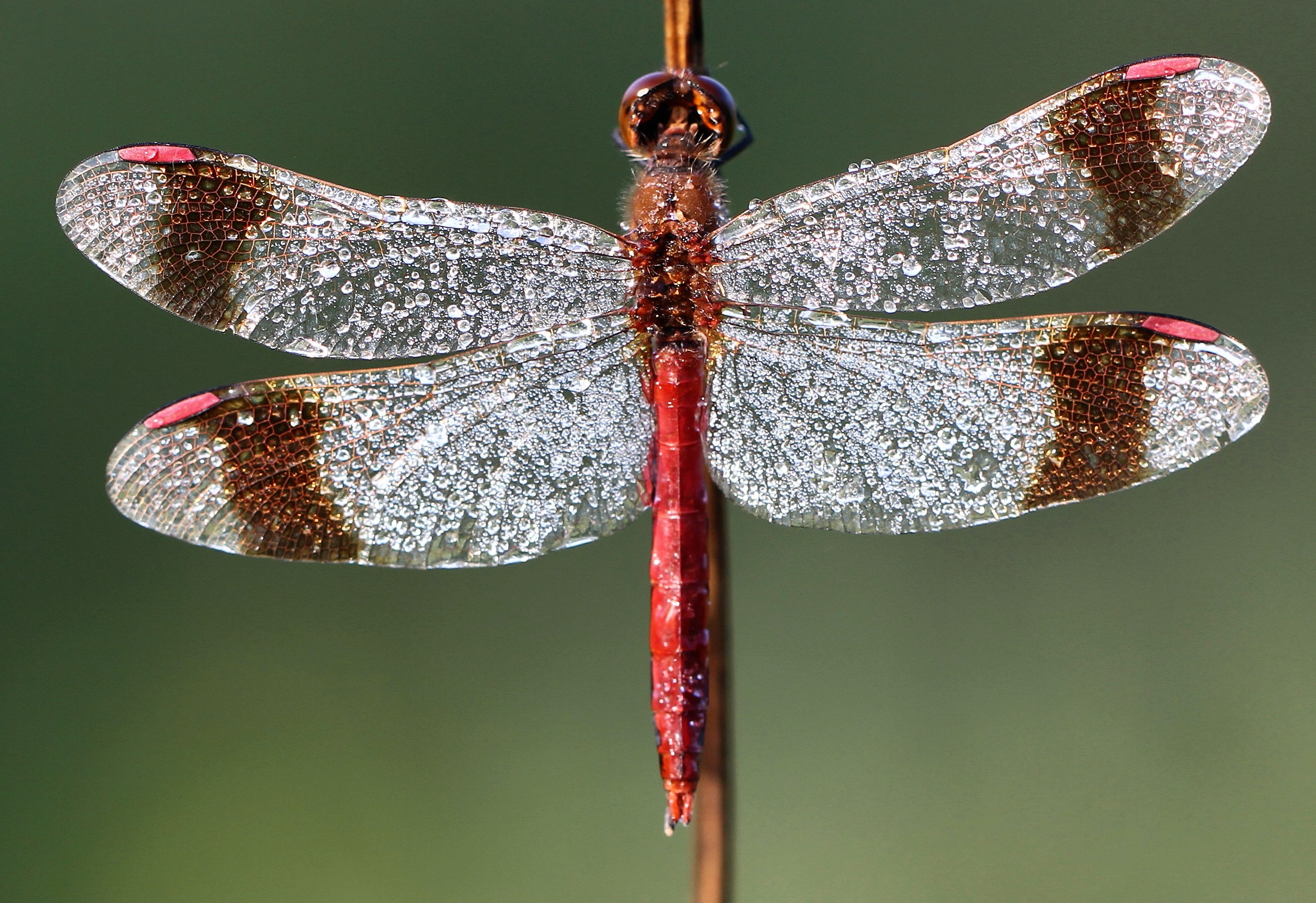 heidebandlibel-in-de-vroege-morgen