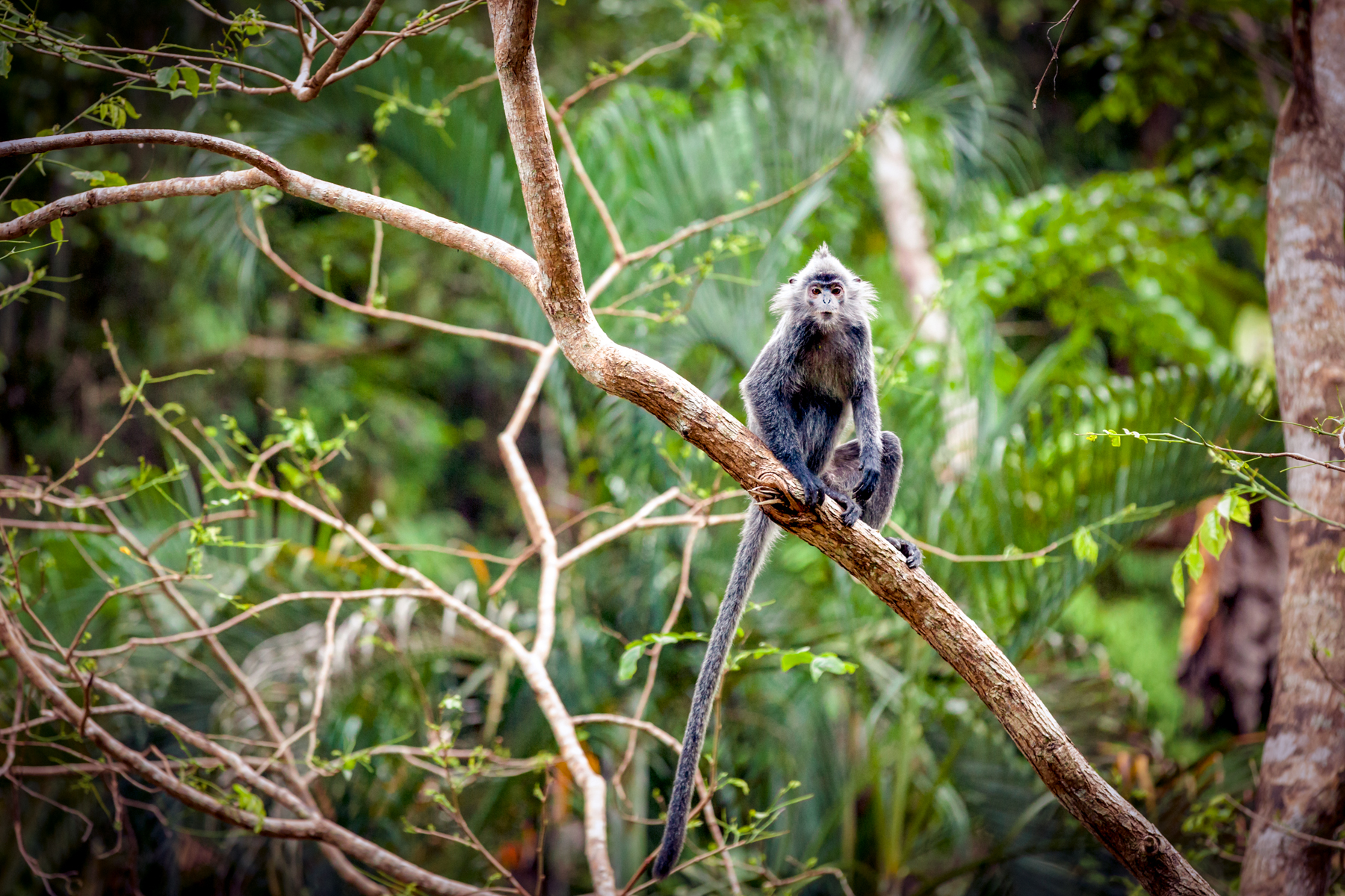 nieuwschierige-verzilverde-bladaap