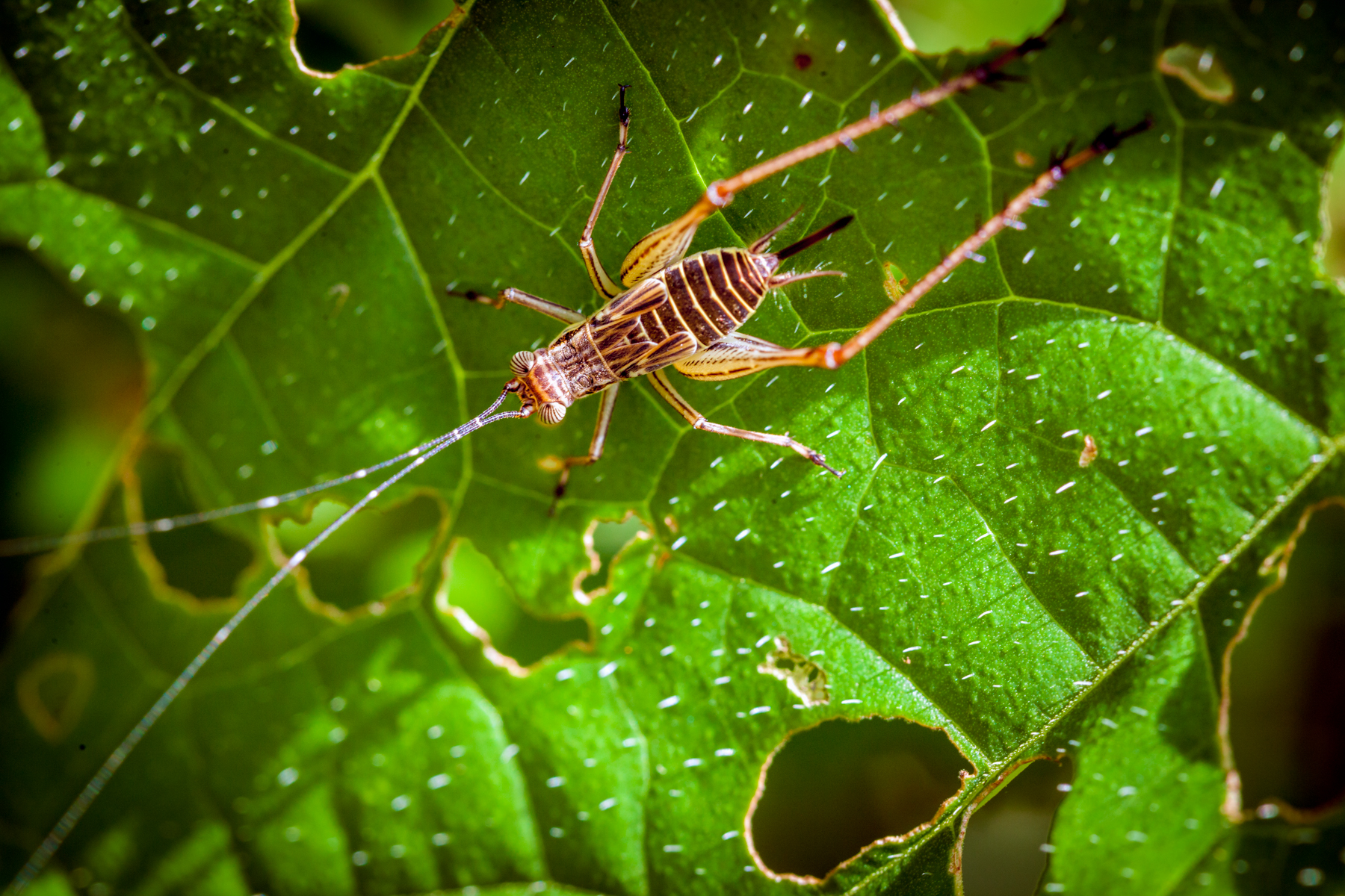 bosjeskrekel-geniet-van-het-blad