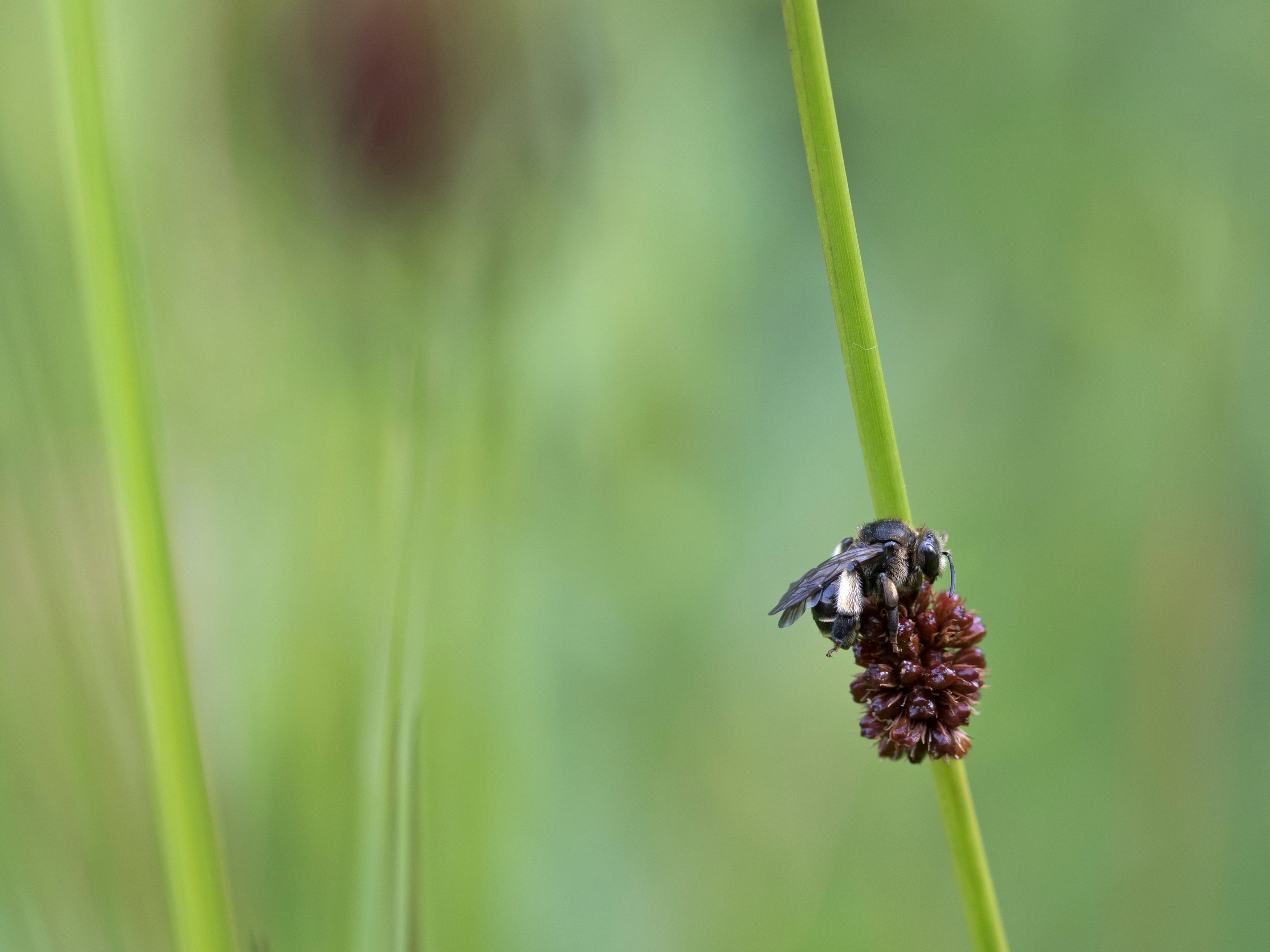 slapende-slobkousbij