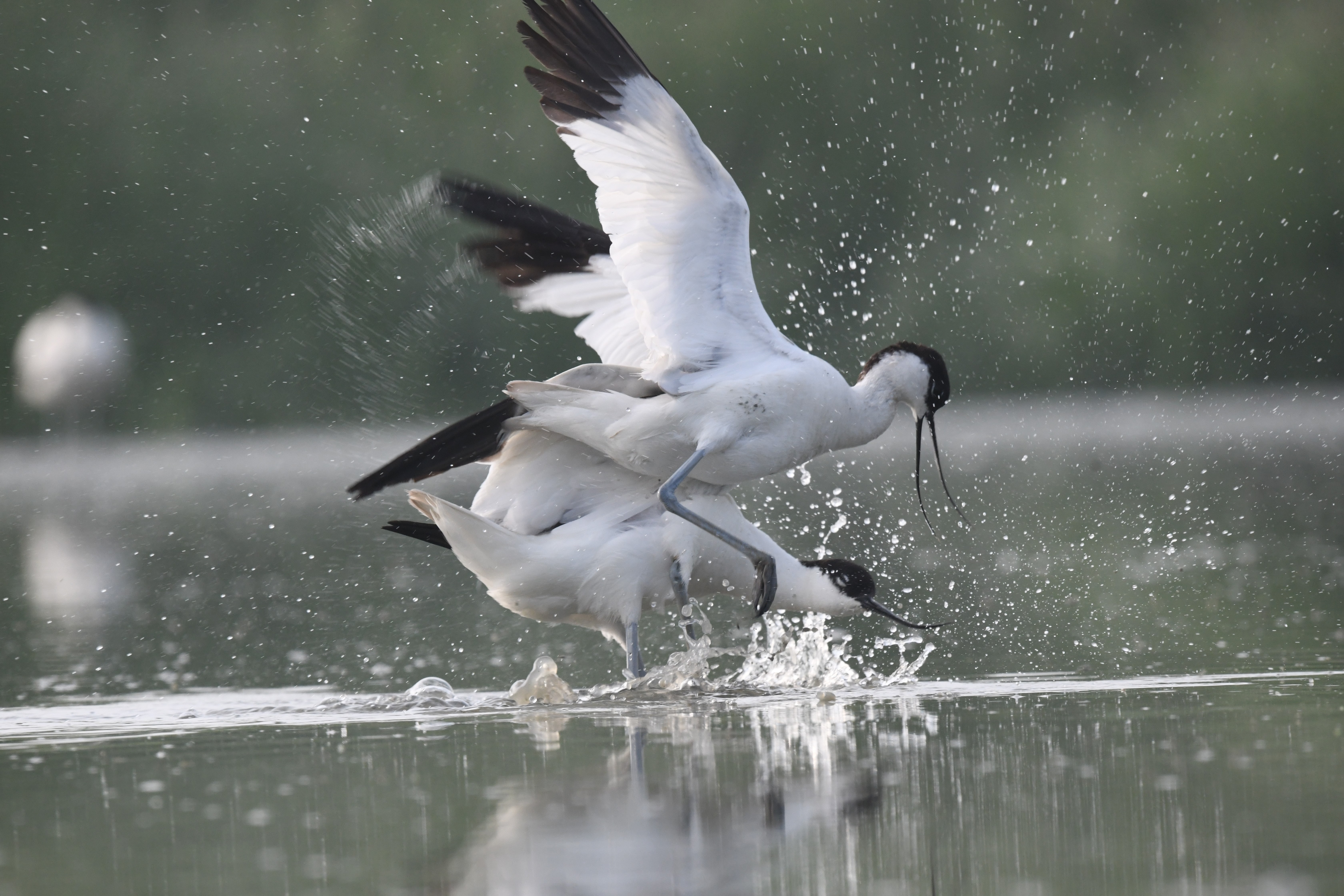 kluten-met-elkaar-aan-het-worstelen