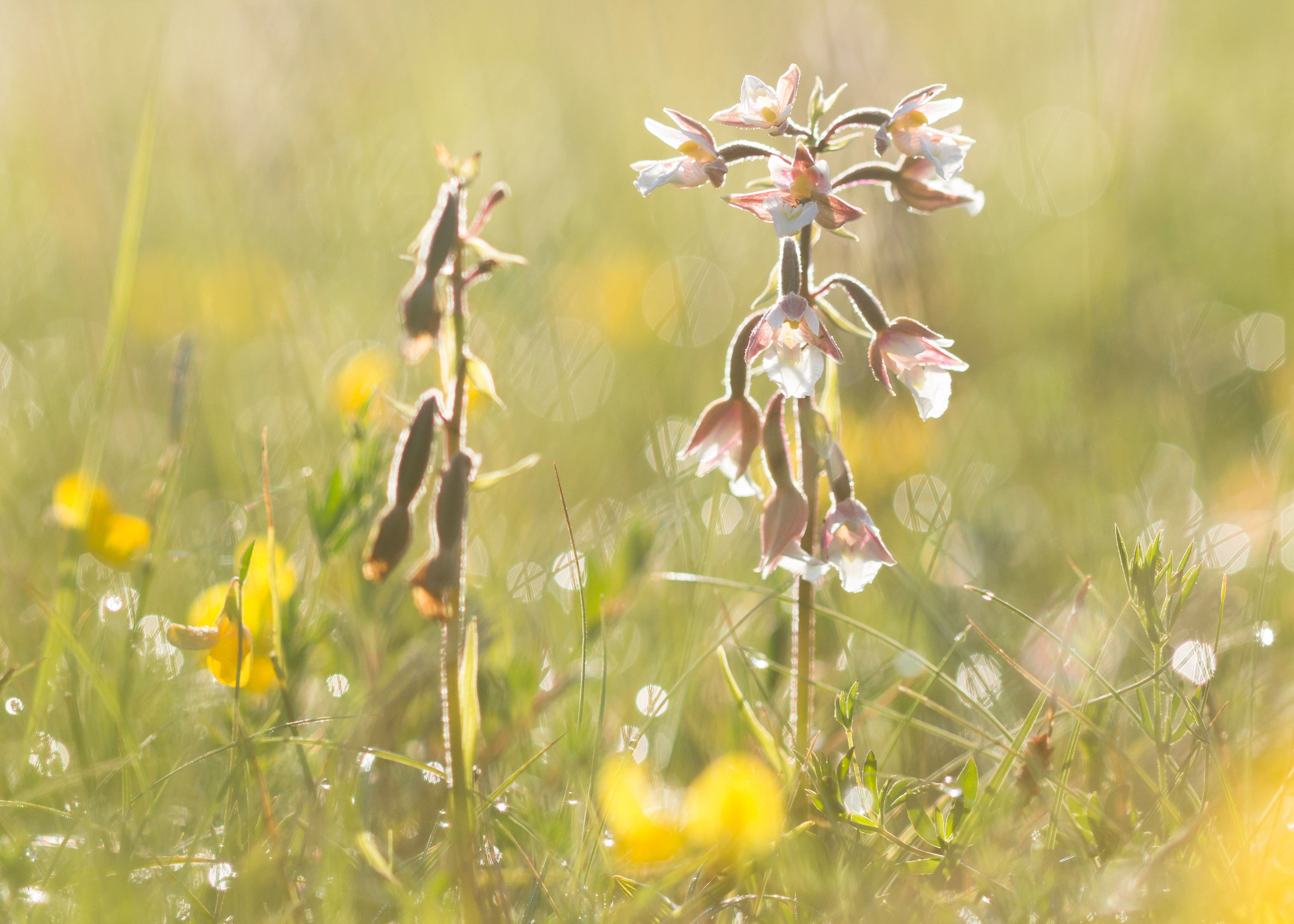 moeraswespenorchis-in-de-morgenzon