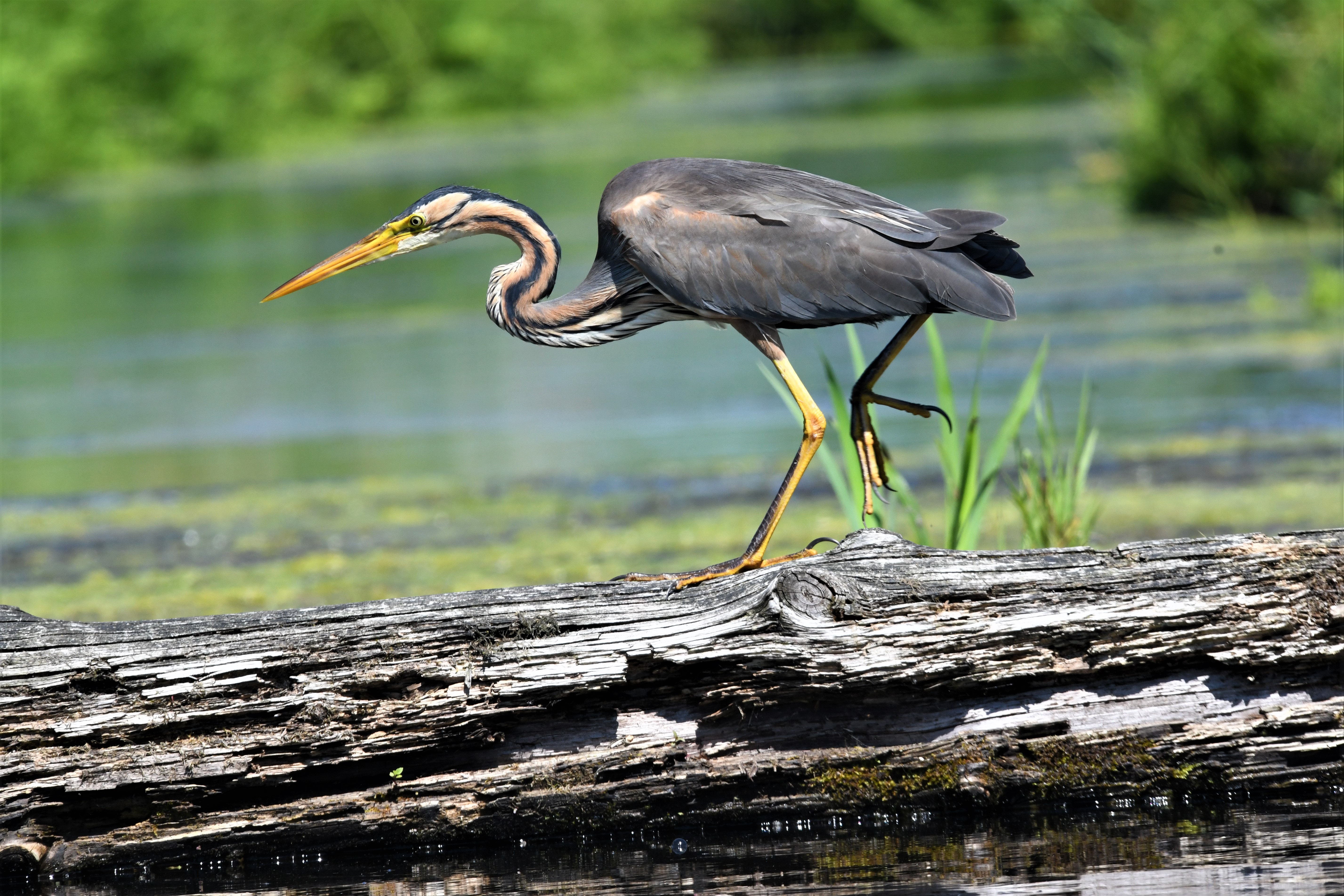 purper-reiger-op-jacht-naar-wat-voedsel
