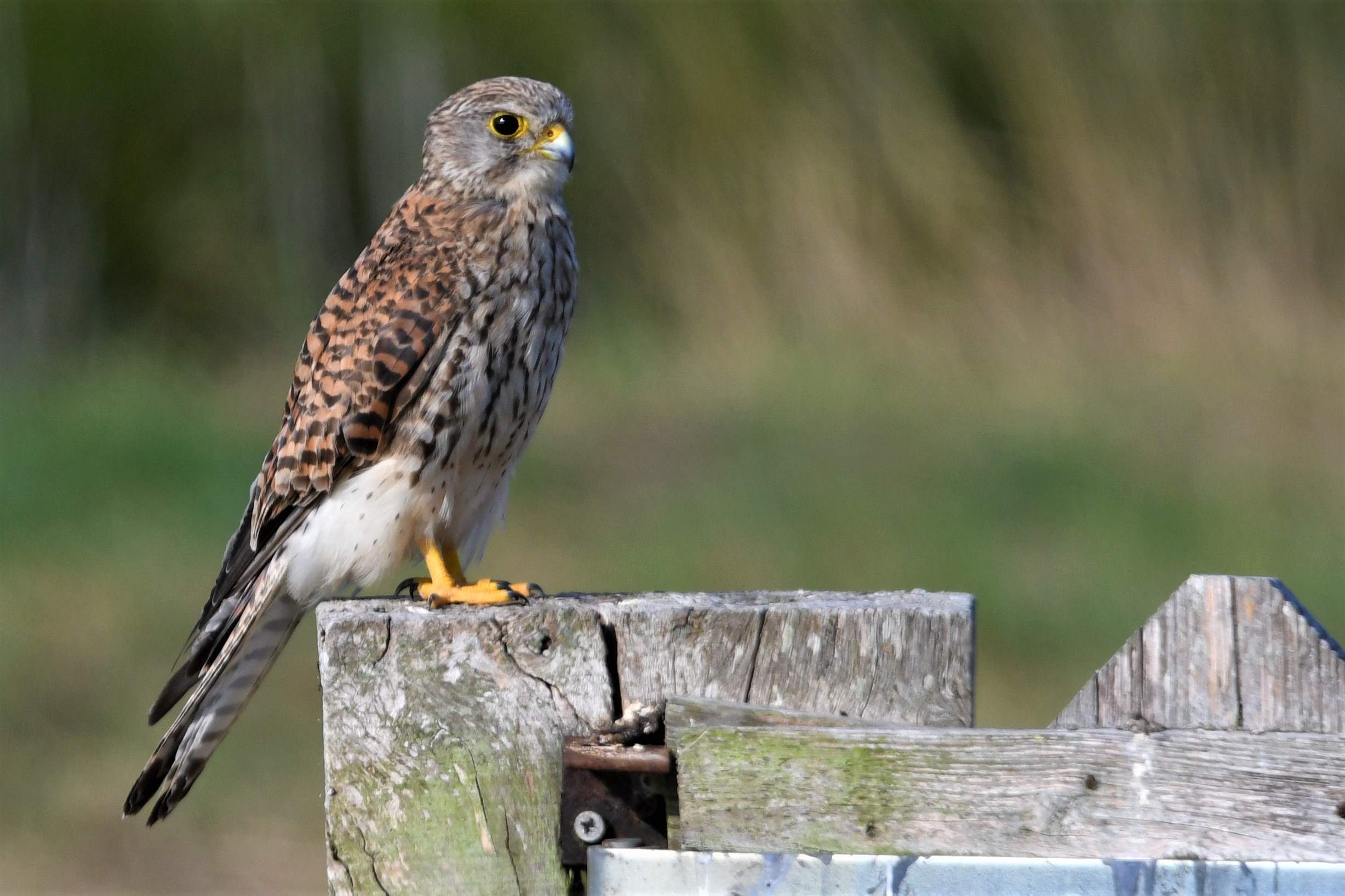torenvalk-op-de-uitkijk