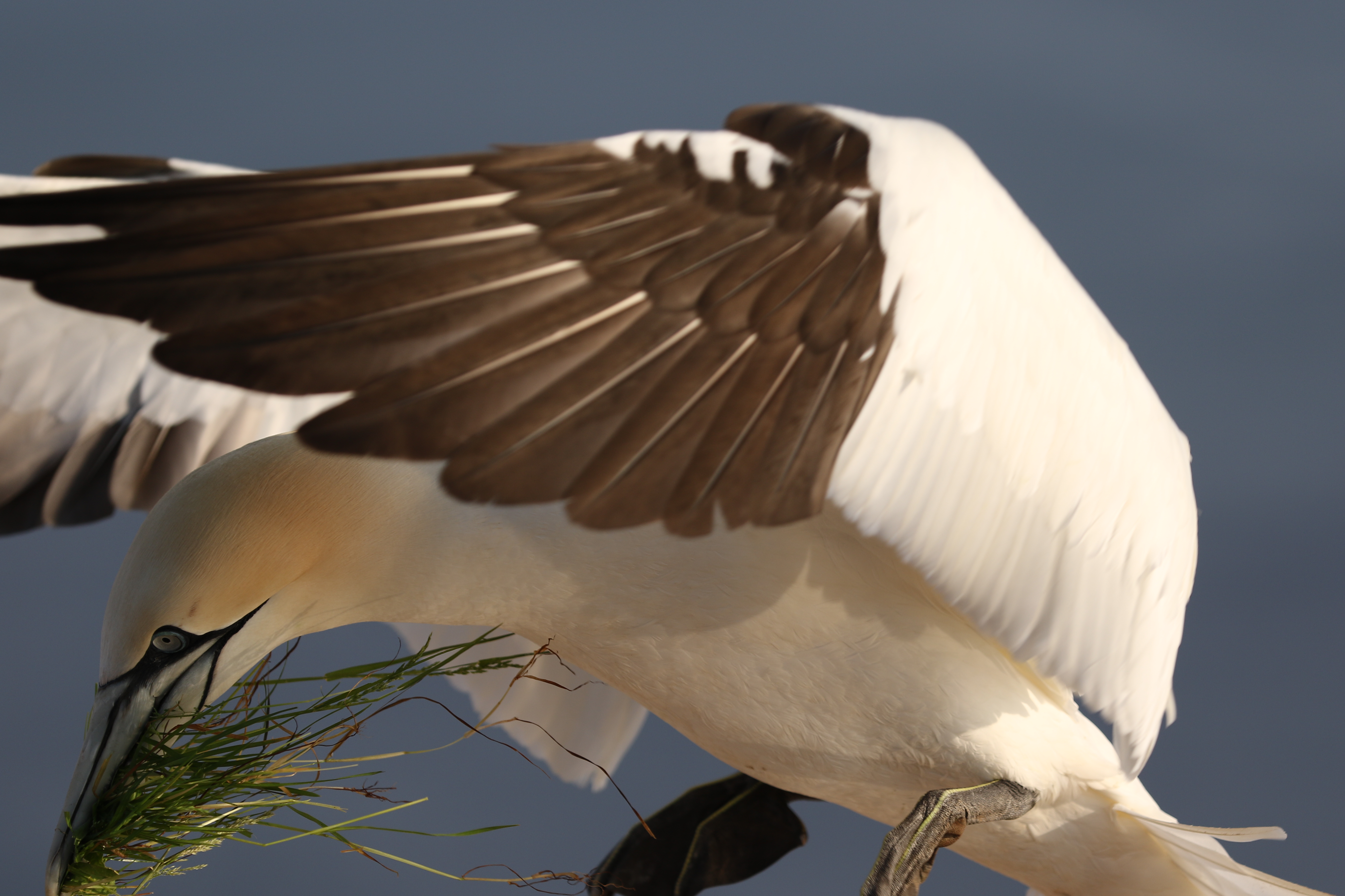 close-up-jan-van-gent
